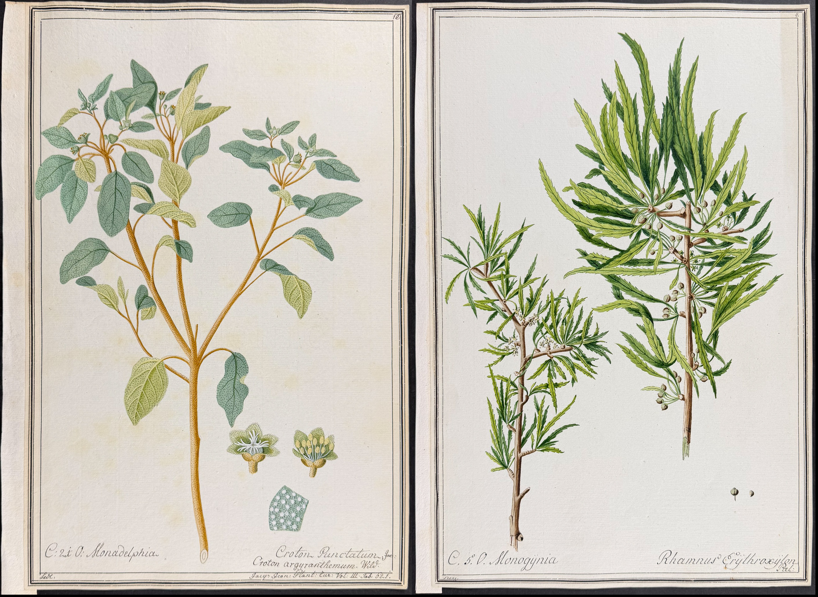 6 Original Botanical Watercolors (according to Linnaeus system)