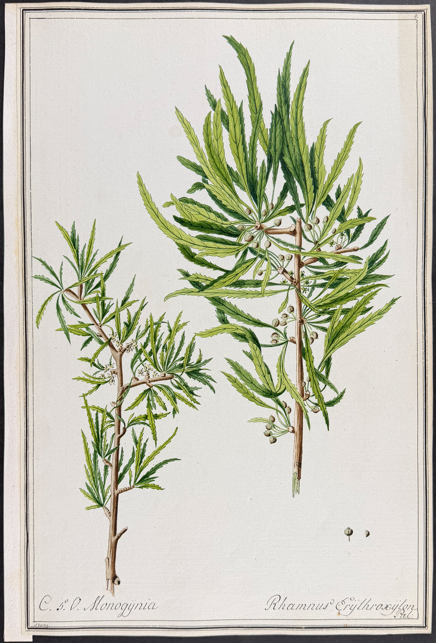 6 Original Botanical Watercolors (according to Linnaeus system)