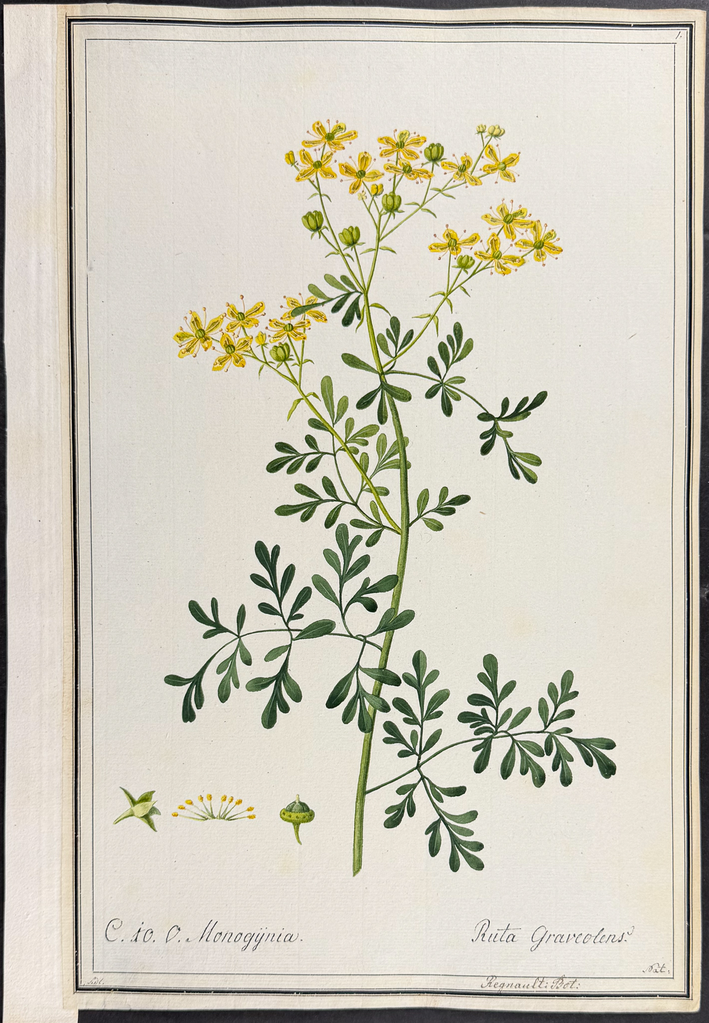6 Original Botanical Watercolors (according to Linnaeus system)