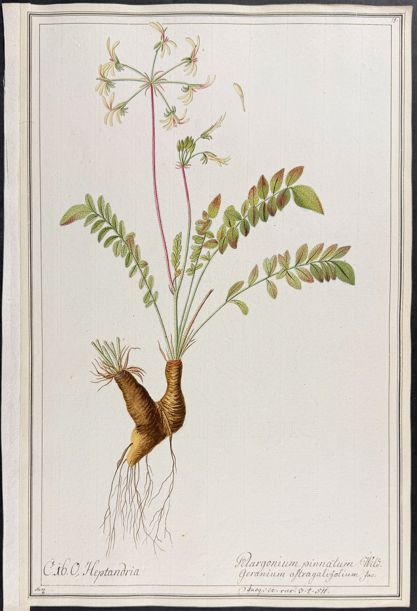 6 Original Botanical Watercolors (according to Linnaeus system)