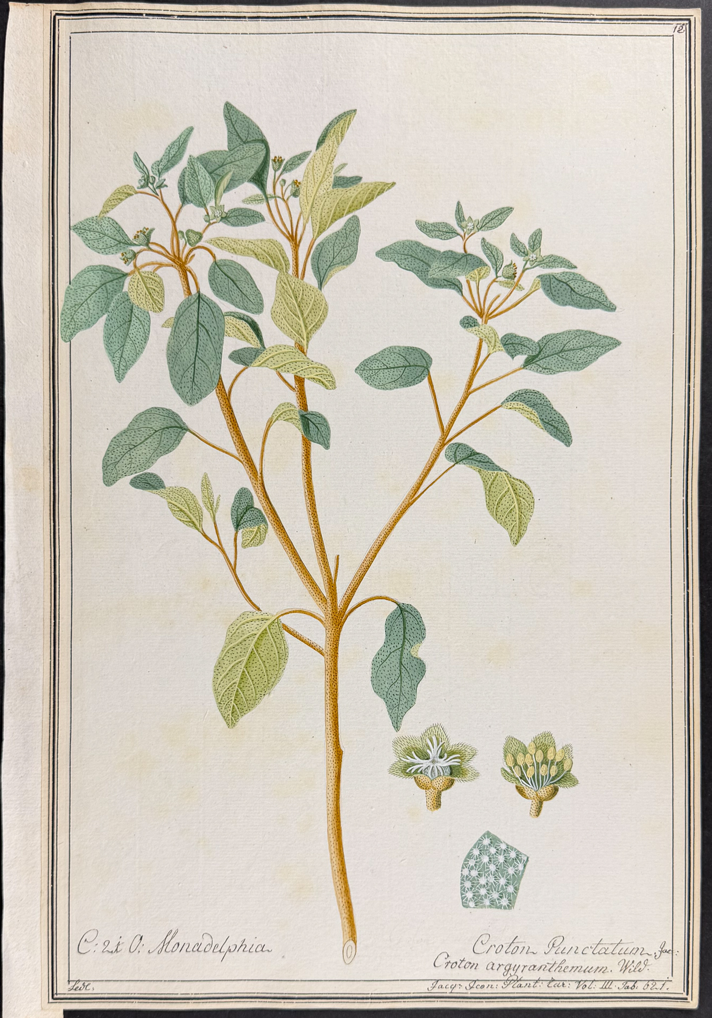 6 Original Botanical Watercolors (according to Linnaeus system)
