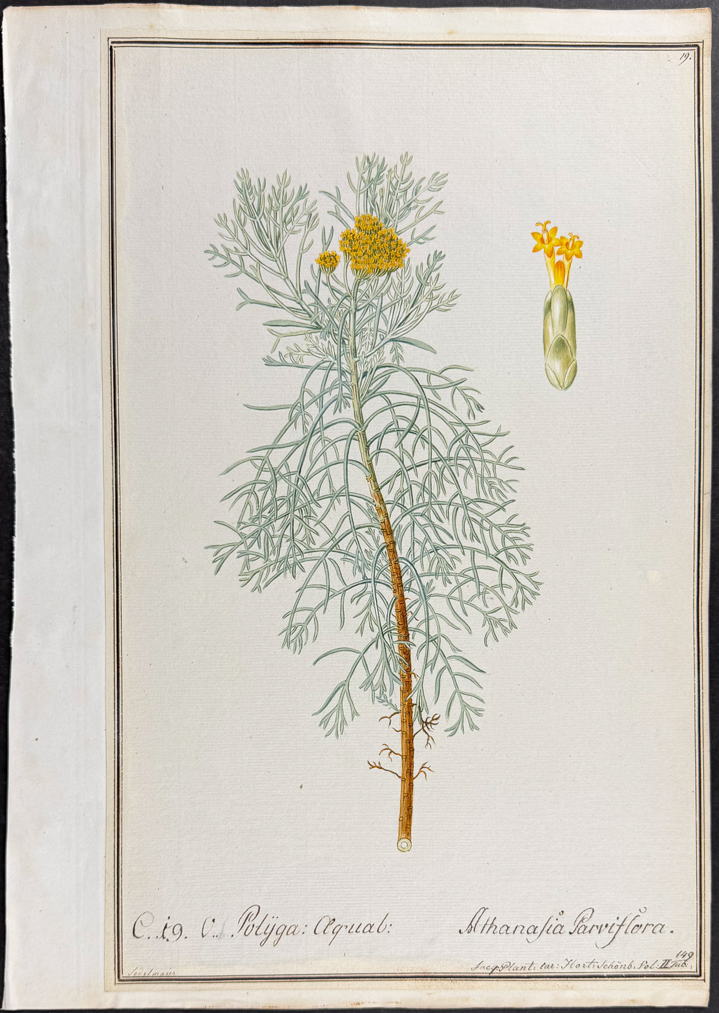 6 Original Botanical Watercolors (according to Linnaeus system)