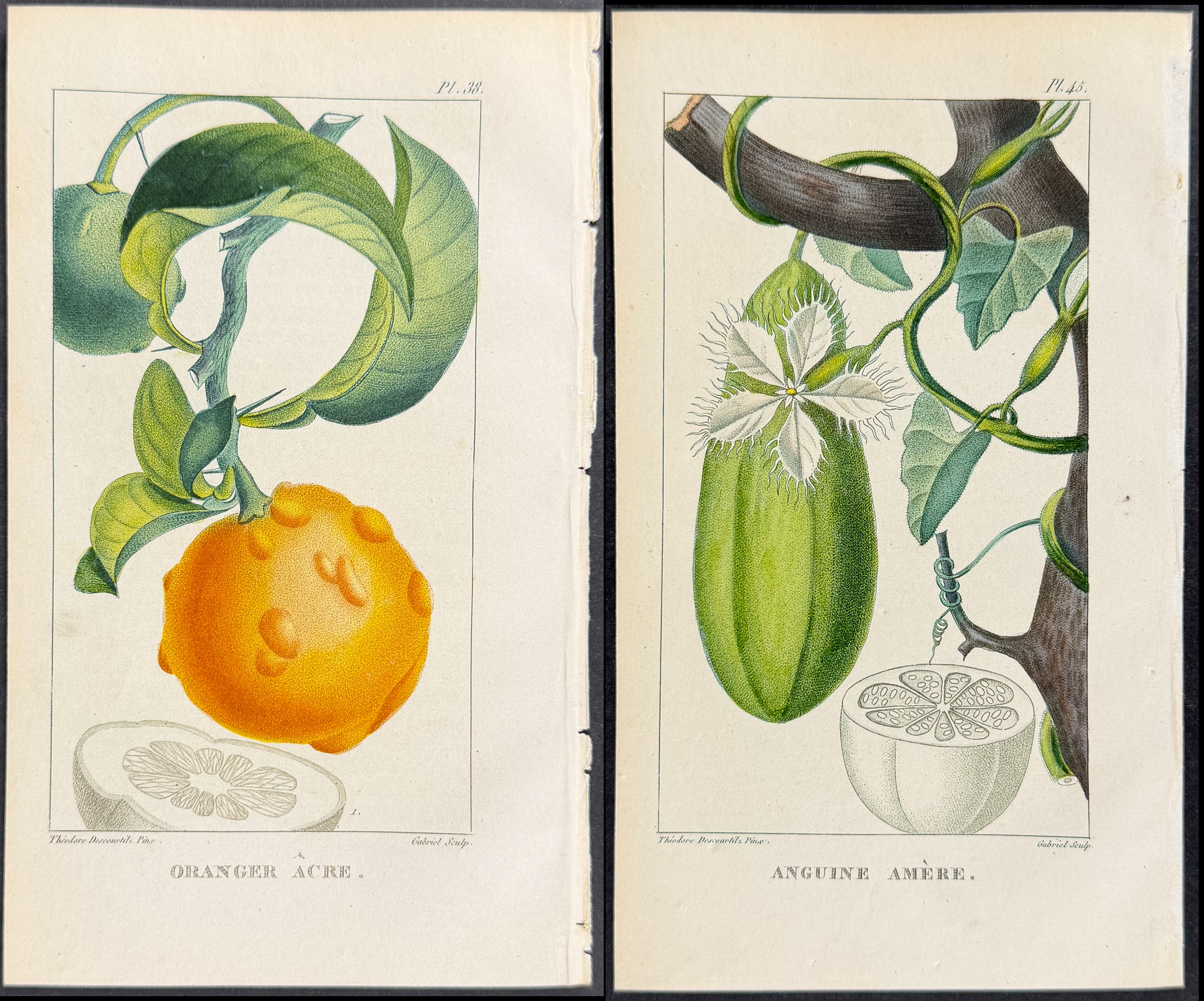 Descourtilz - 5 Fruit or Botanical Engravings