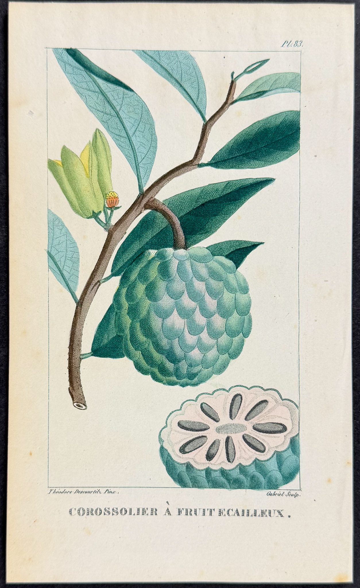 Descourtilz - 5 Fruit or Botanical Engravings