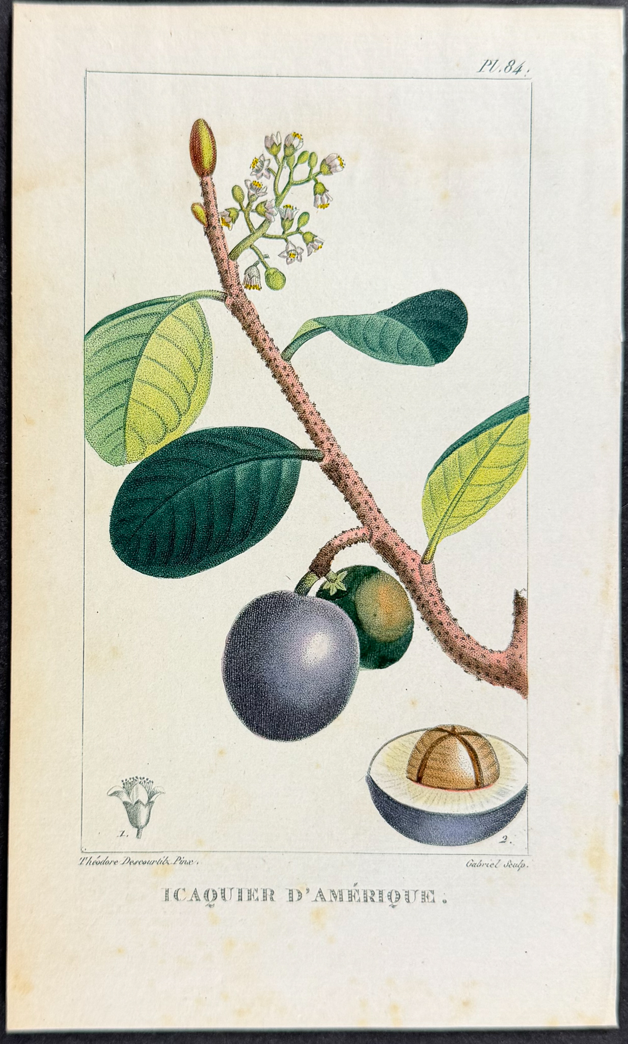 Descourtilz - 5 Fruit or Botanical Engravings