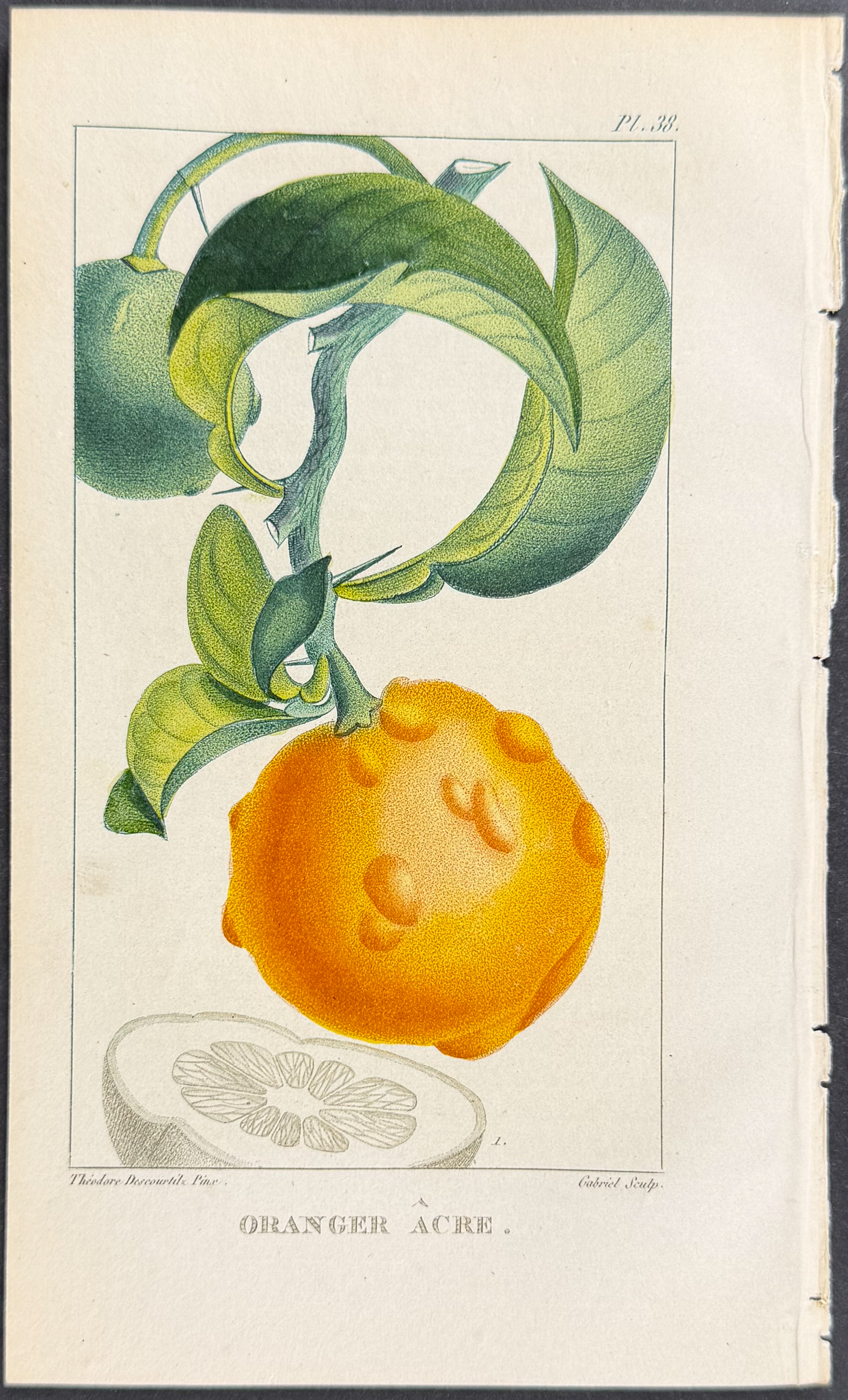 Descourtilz - 5 Fruit or Botanical Engravings