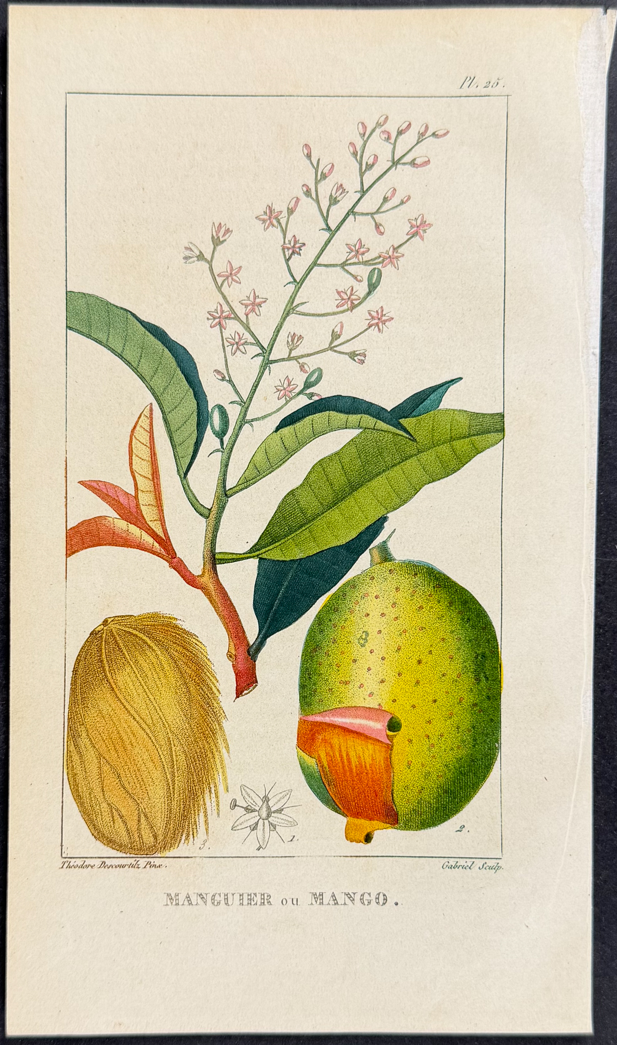 Descourtilz - 5 Fruit or Botanical Engravings