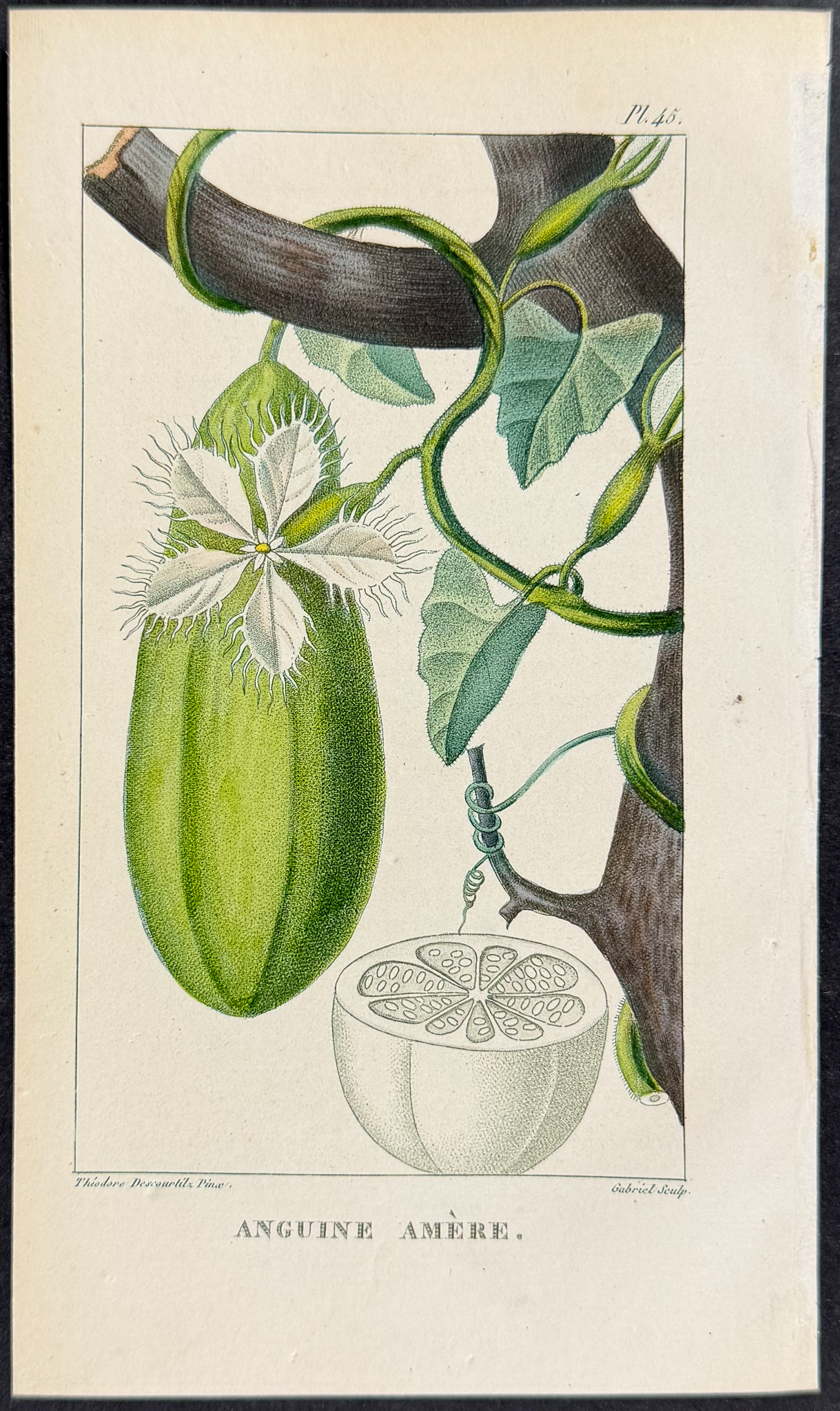 Descourtilz - 5 Fruit or Botanical Engravings