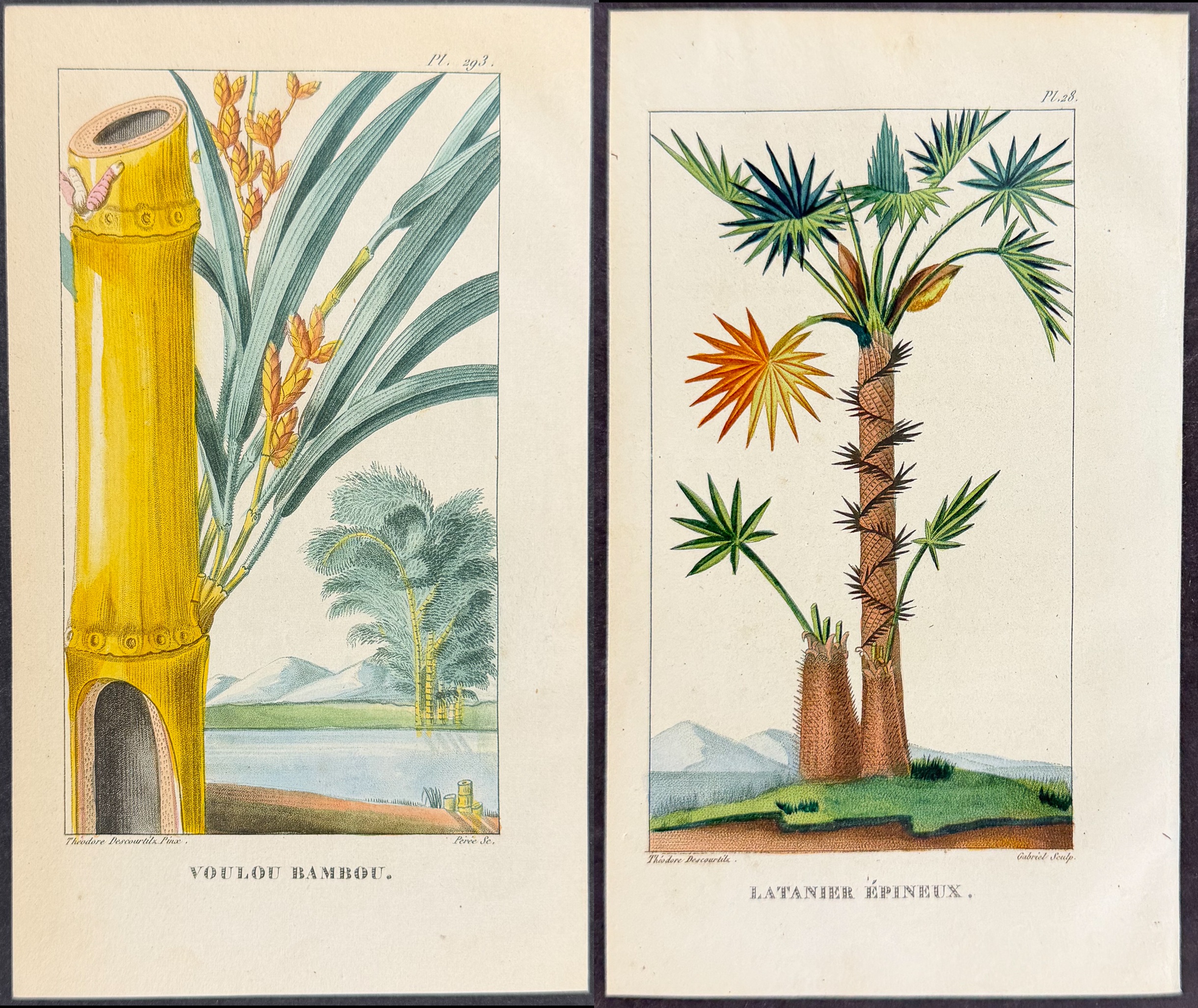 Descourtilz - 4 Botanical Engravings (Sugar, Palm, Bamboo)