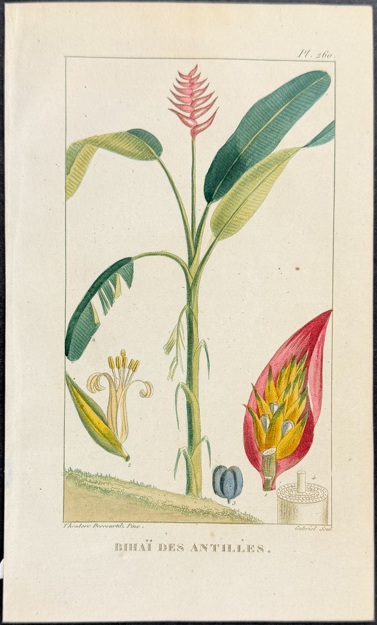 Descourtilz - 4 Botanical Engravings (Sugar, Palm, Bamboo)