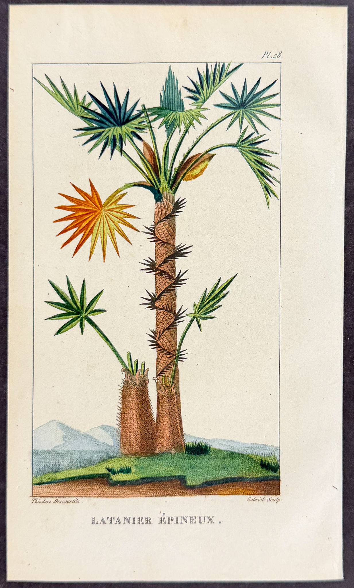 Descourtilz - 4 Botanical Engravings (Sugar, Palm, Bamboo)