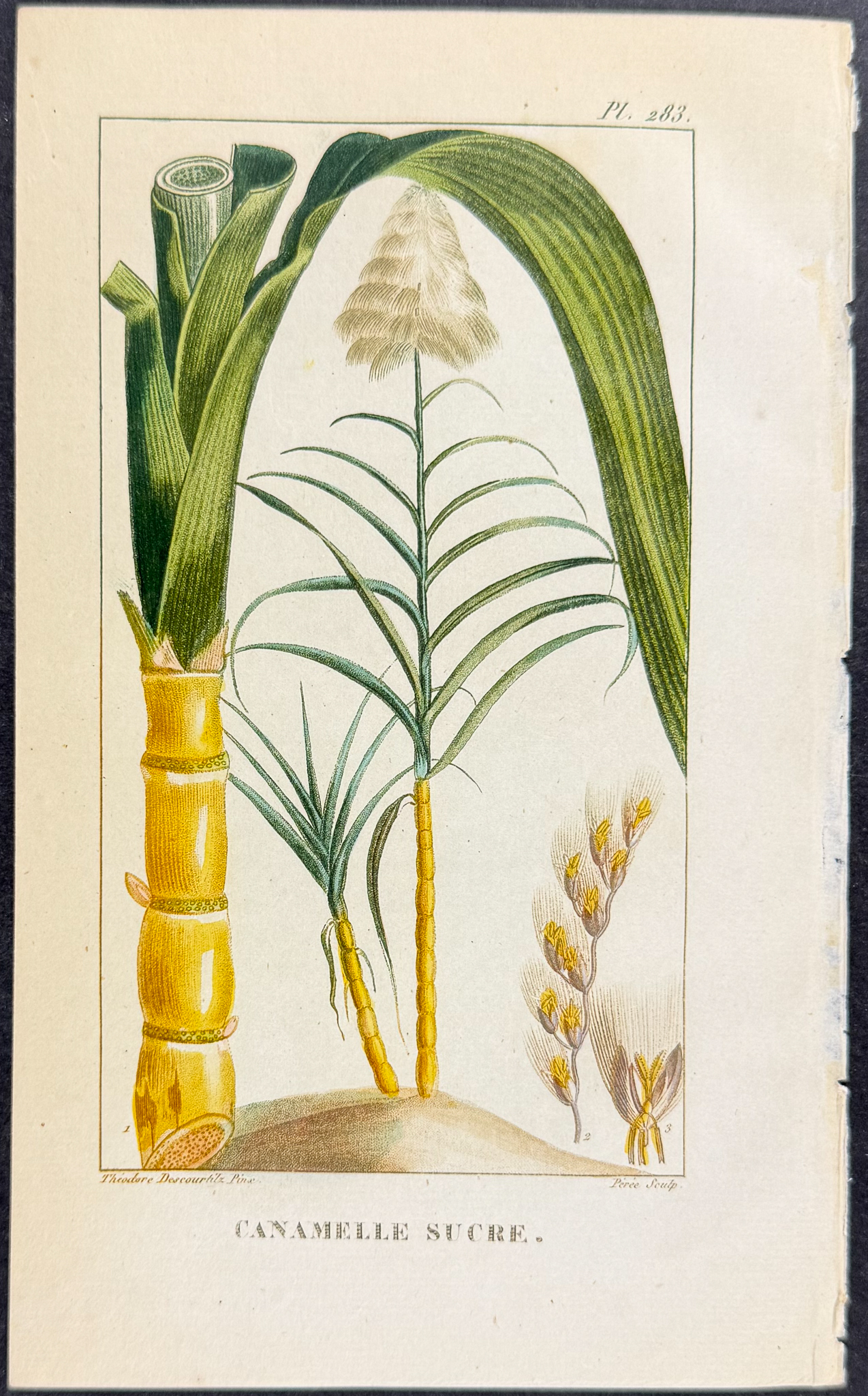 Descourtilz - 4 Botanical Engravings (Sugar, Palm, Bamboo)