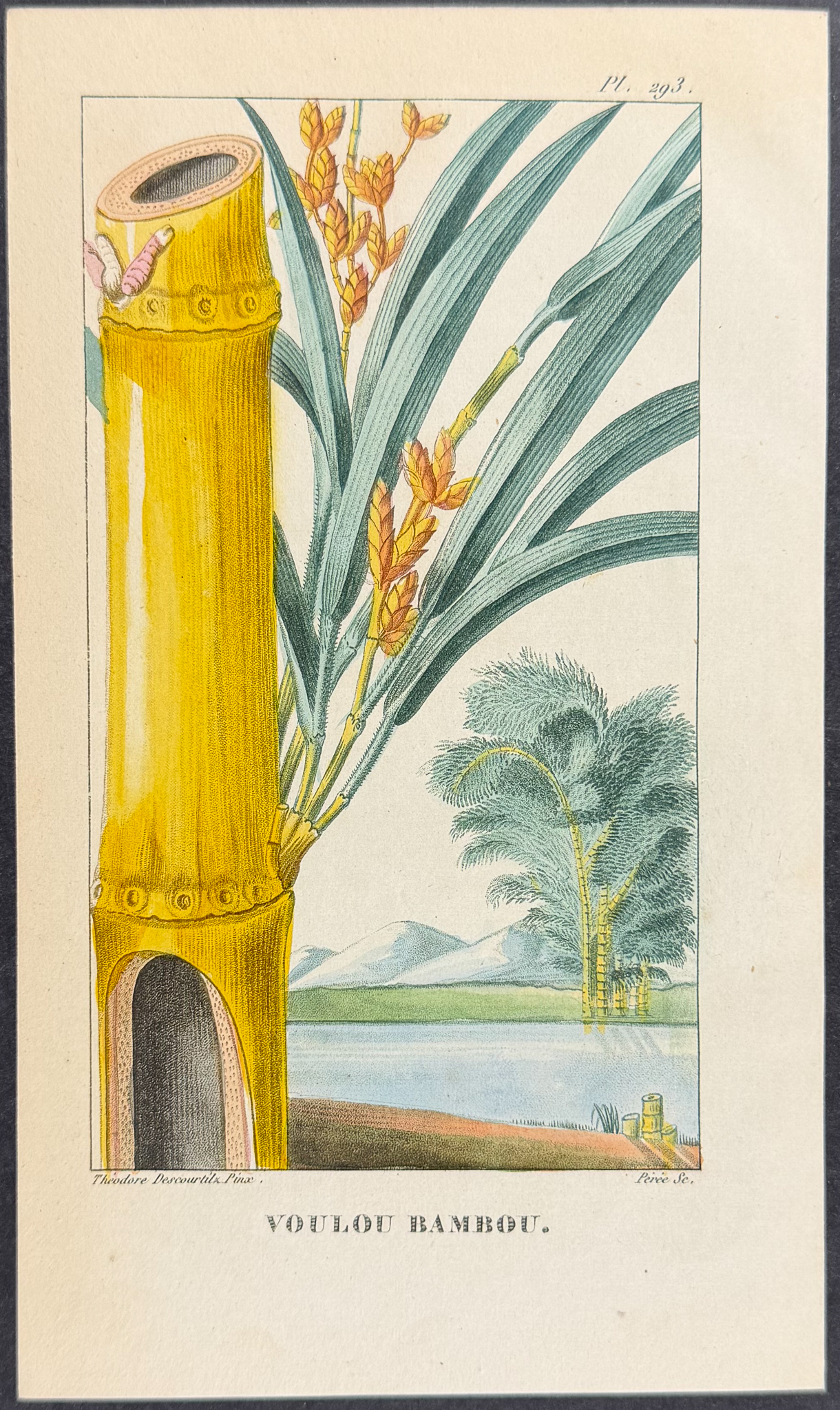 Descourtilz - 4 Botanical Engravings (Sugar, Palm, Bamboo)
