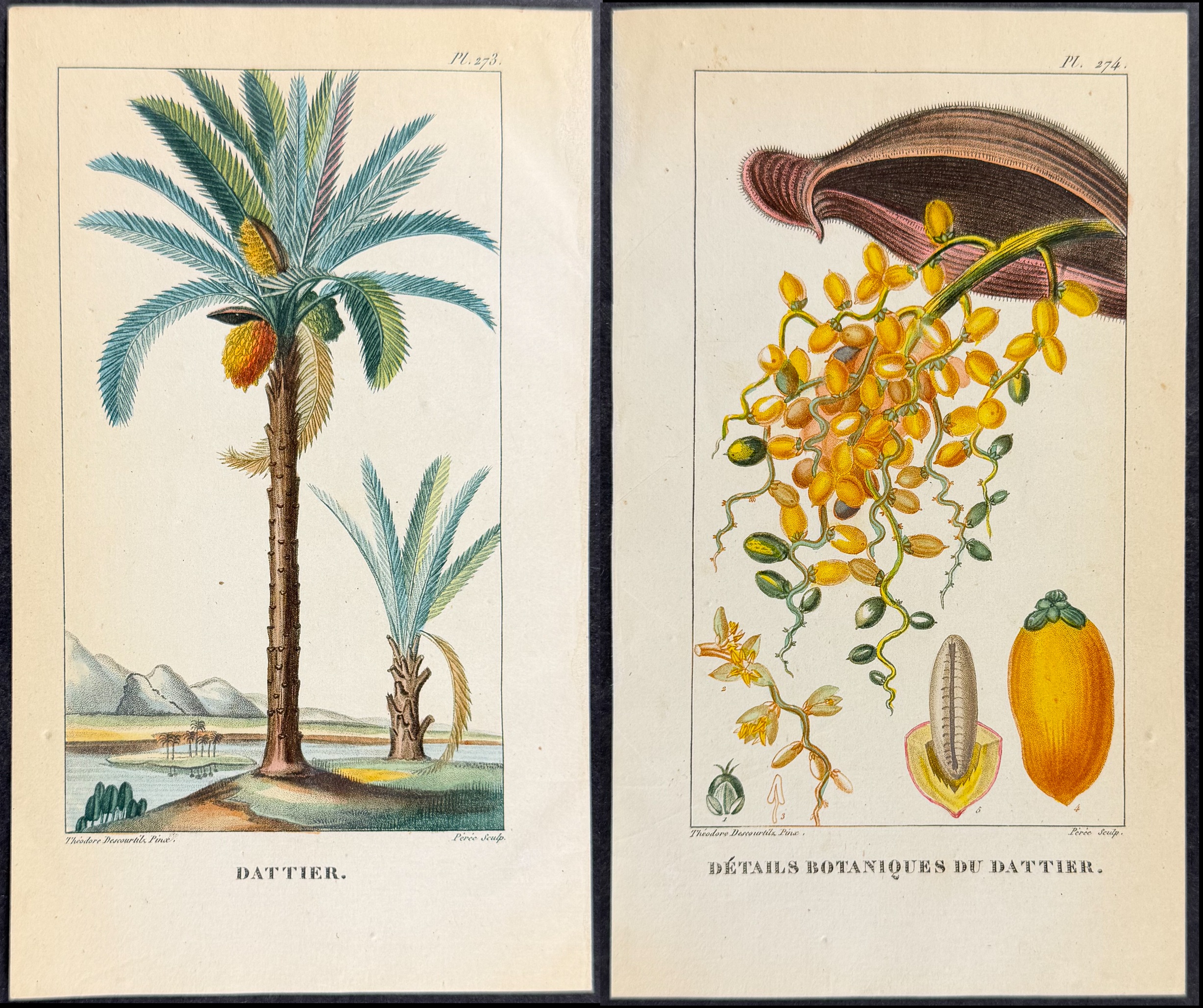Descourtilz - Pair of Date Palm Engravings