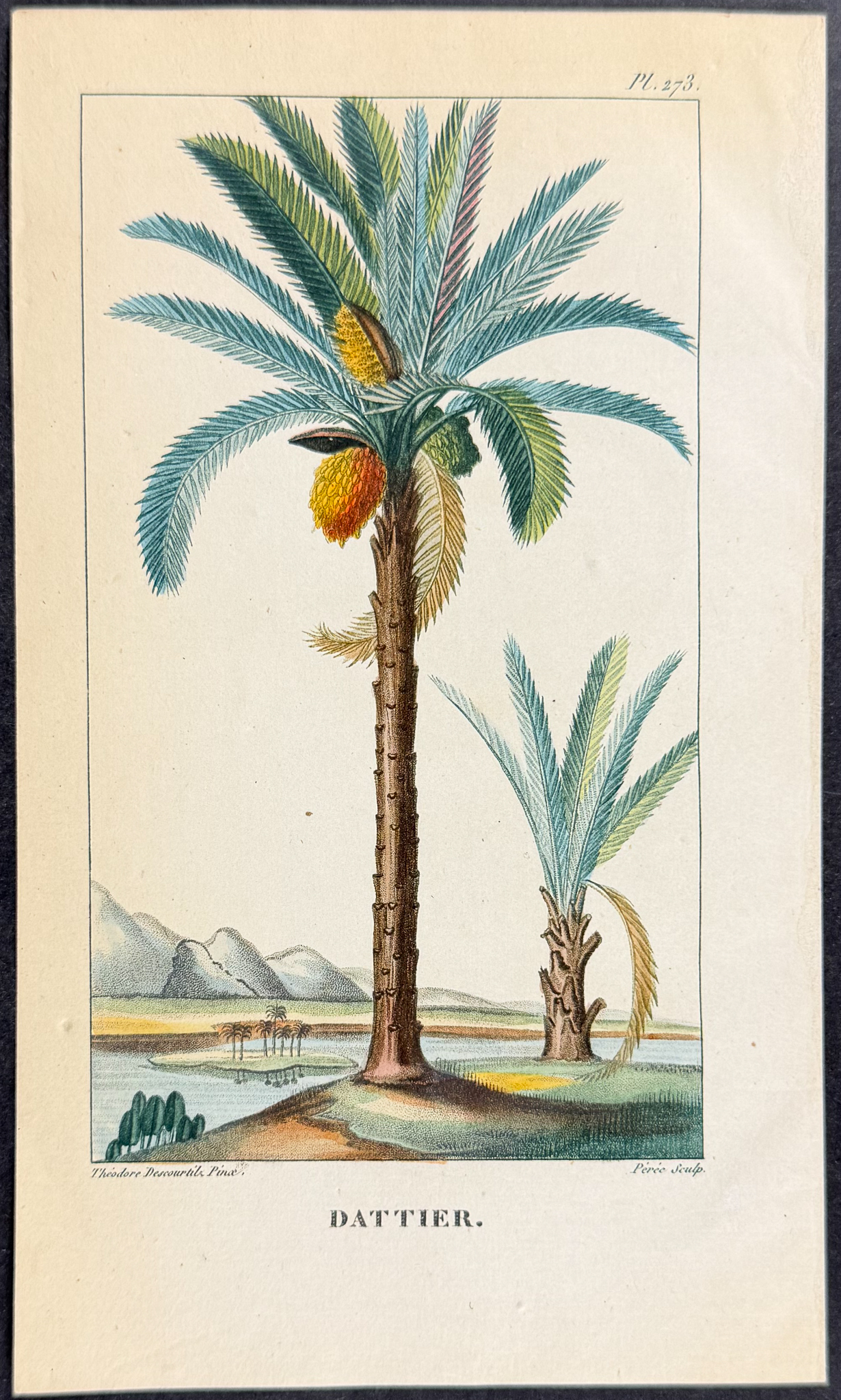 Descourtilz - Pair of Date Palm Engravings