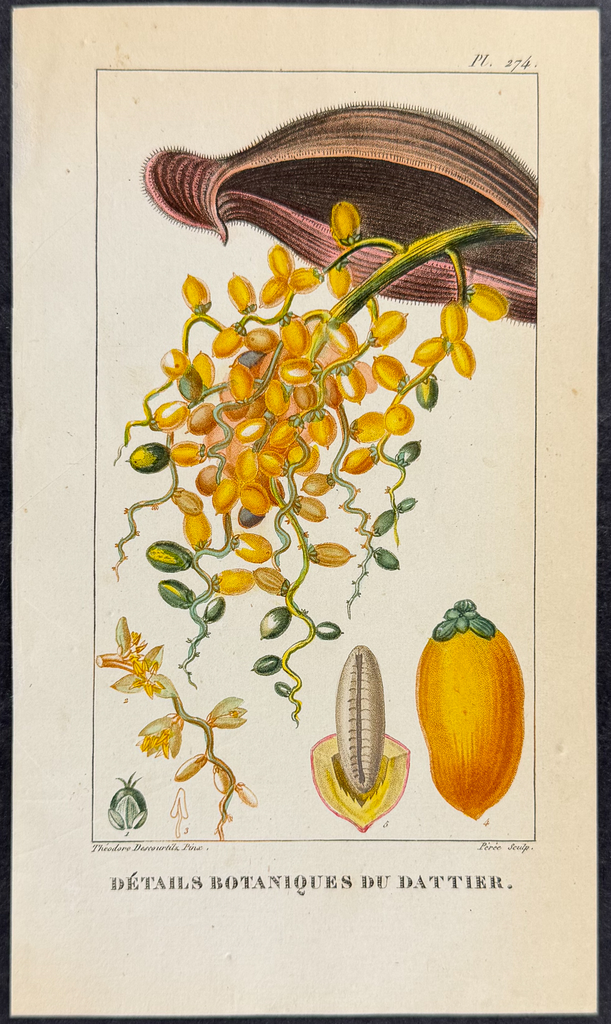 Descourtilz - Pair of Date Palm Engravings