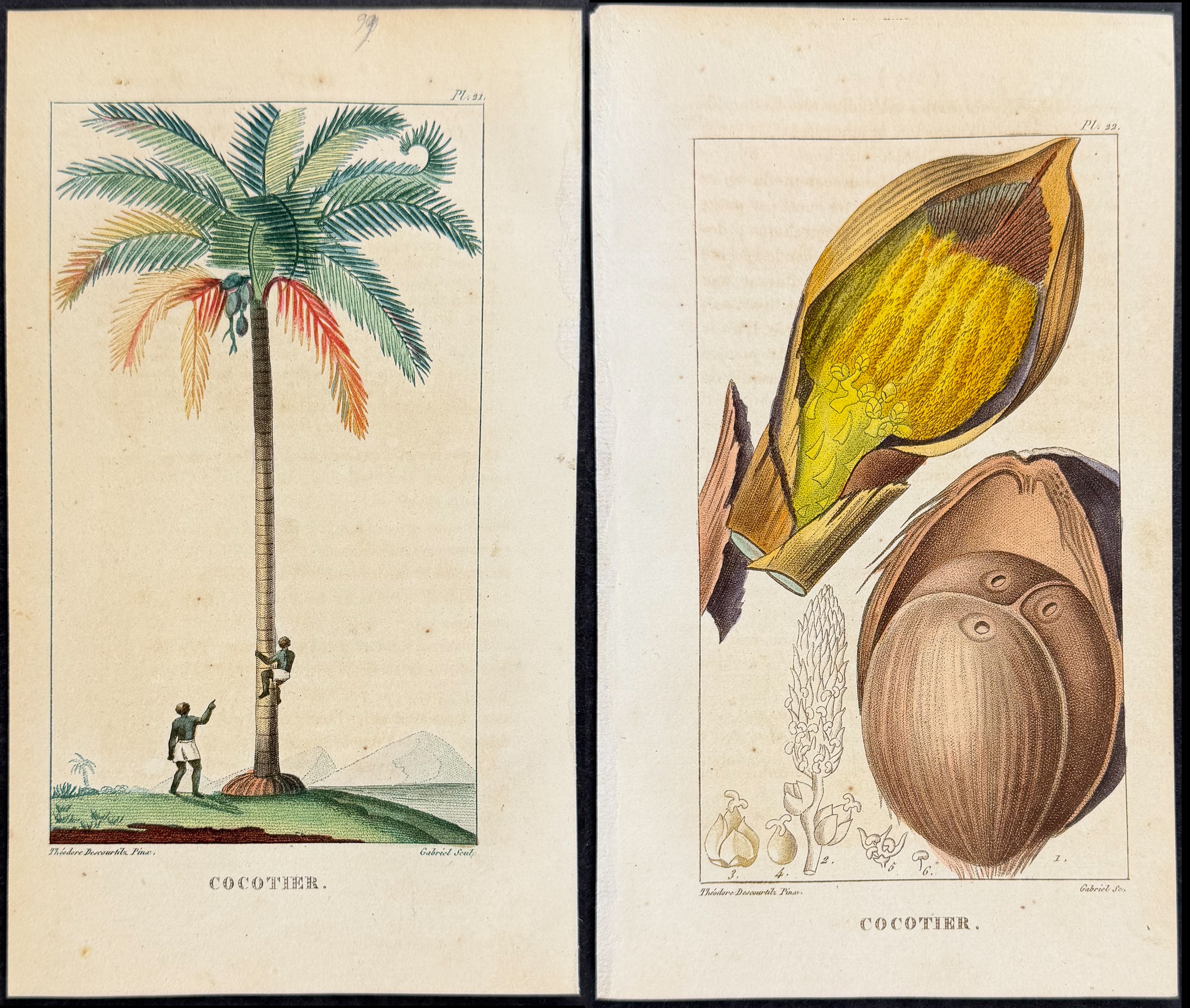 Descourtilz - Pair of Coconut Palm Engravings