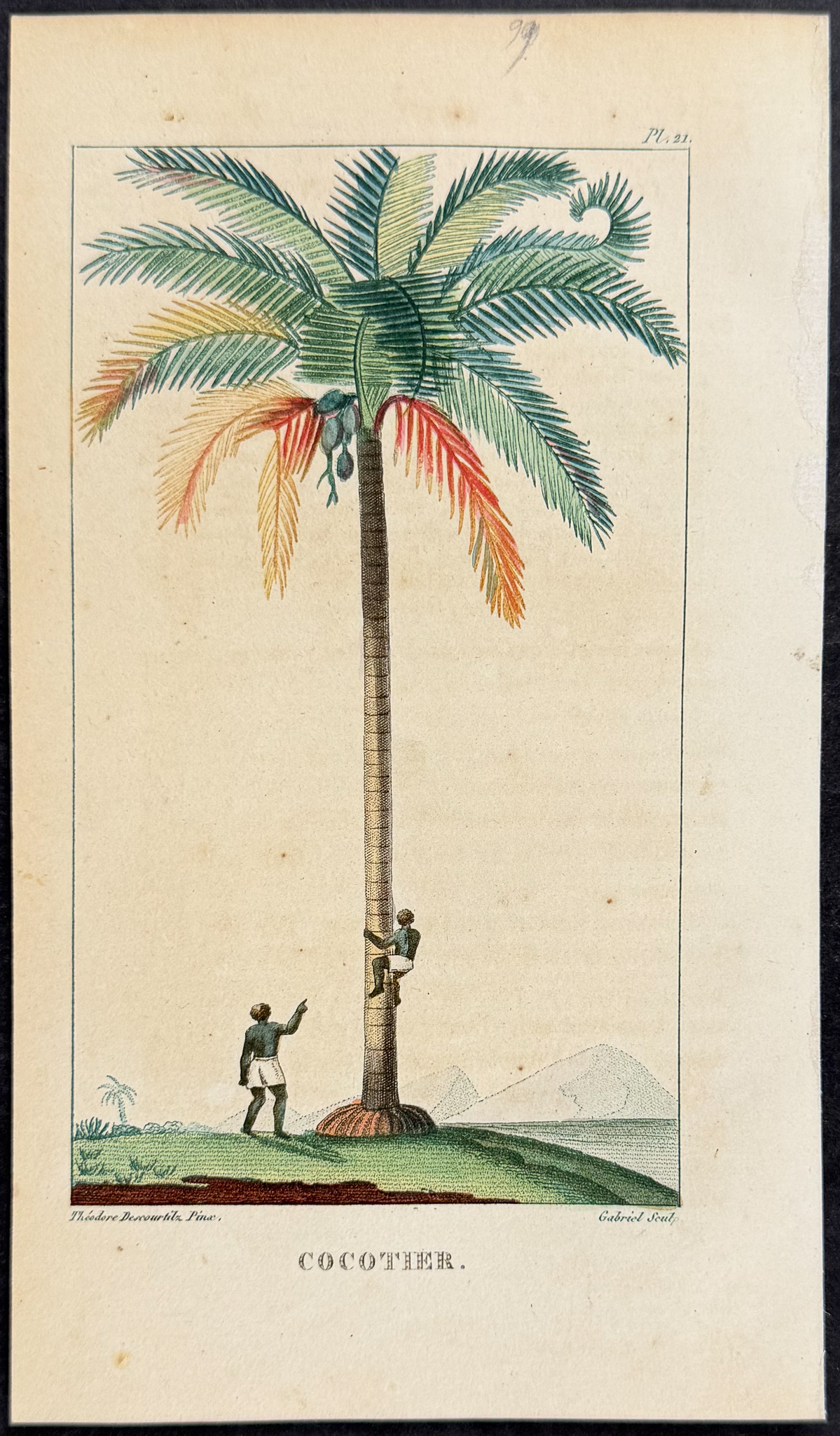 Descourtilz - Pair of Coconut Palm Engravings