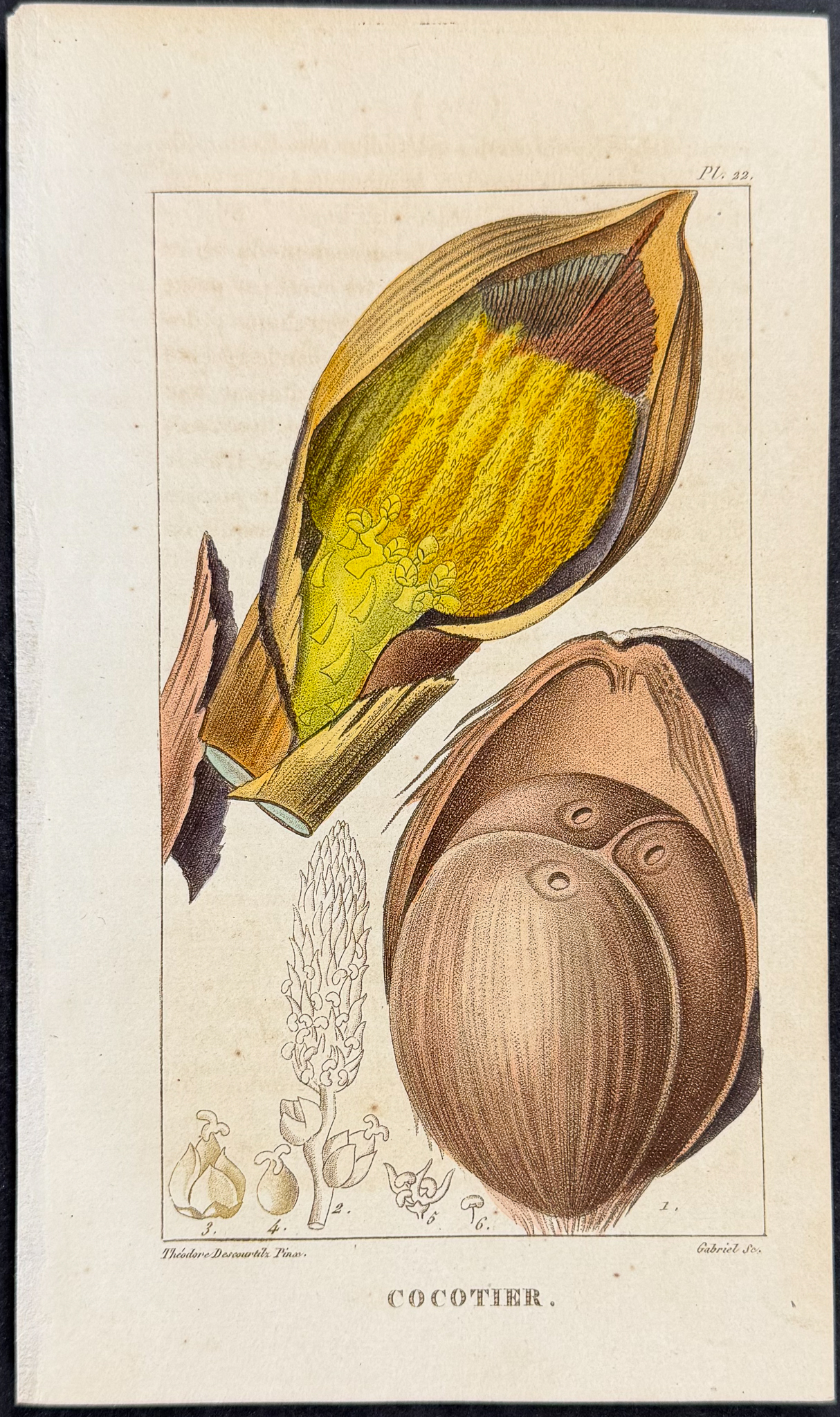 Descourtilz - Pair of Coconut Palm Engravings