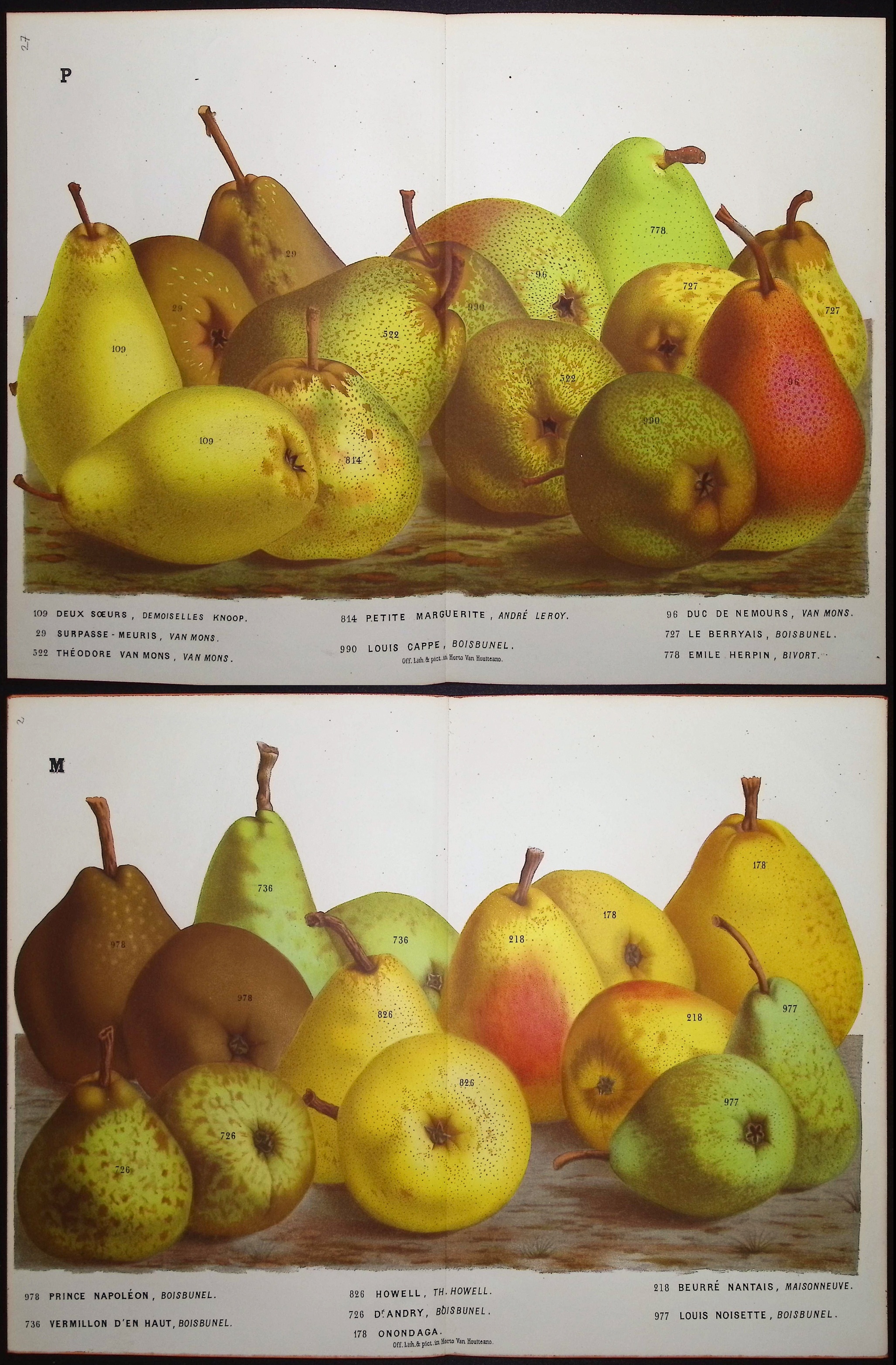 Van Houtte - 5 Pear Prints