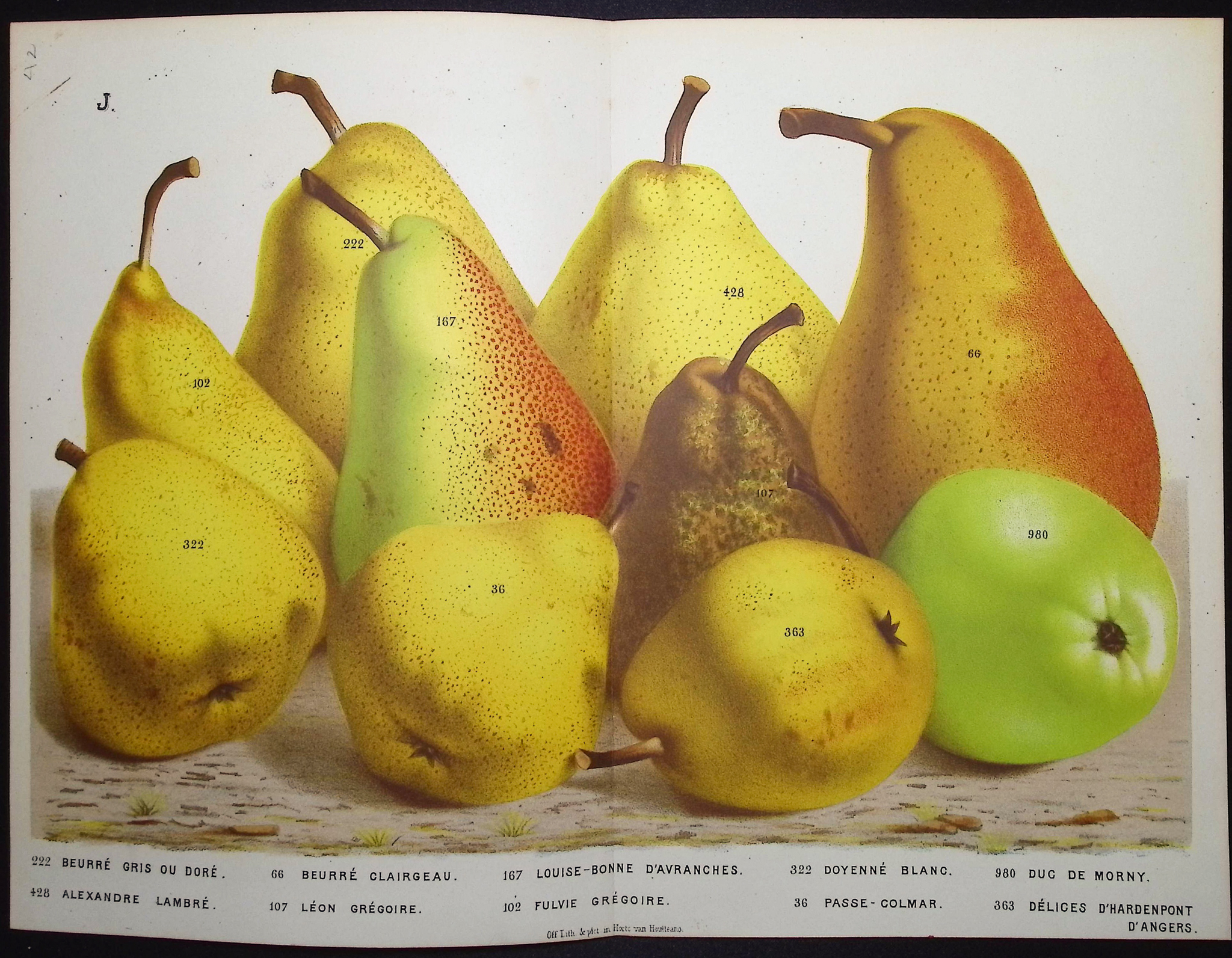 Van Houtte - 5 Pear Prints