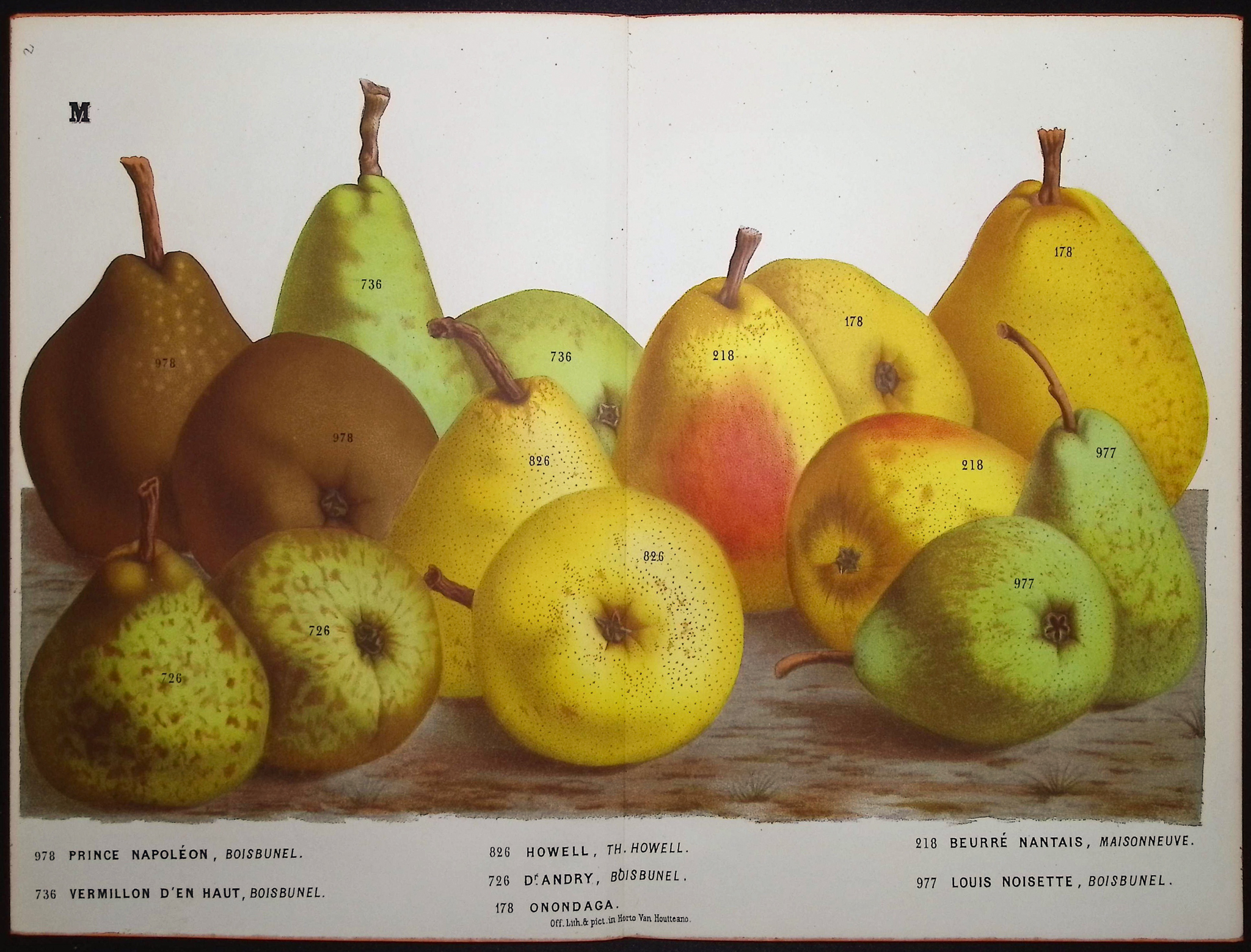 Van Houtte - 5 Pear Prints