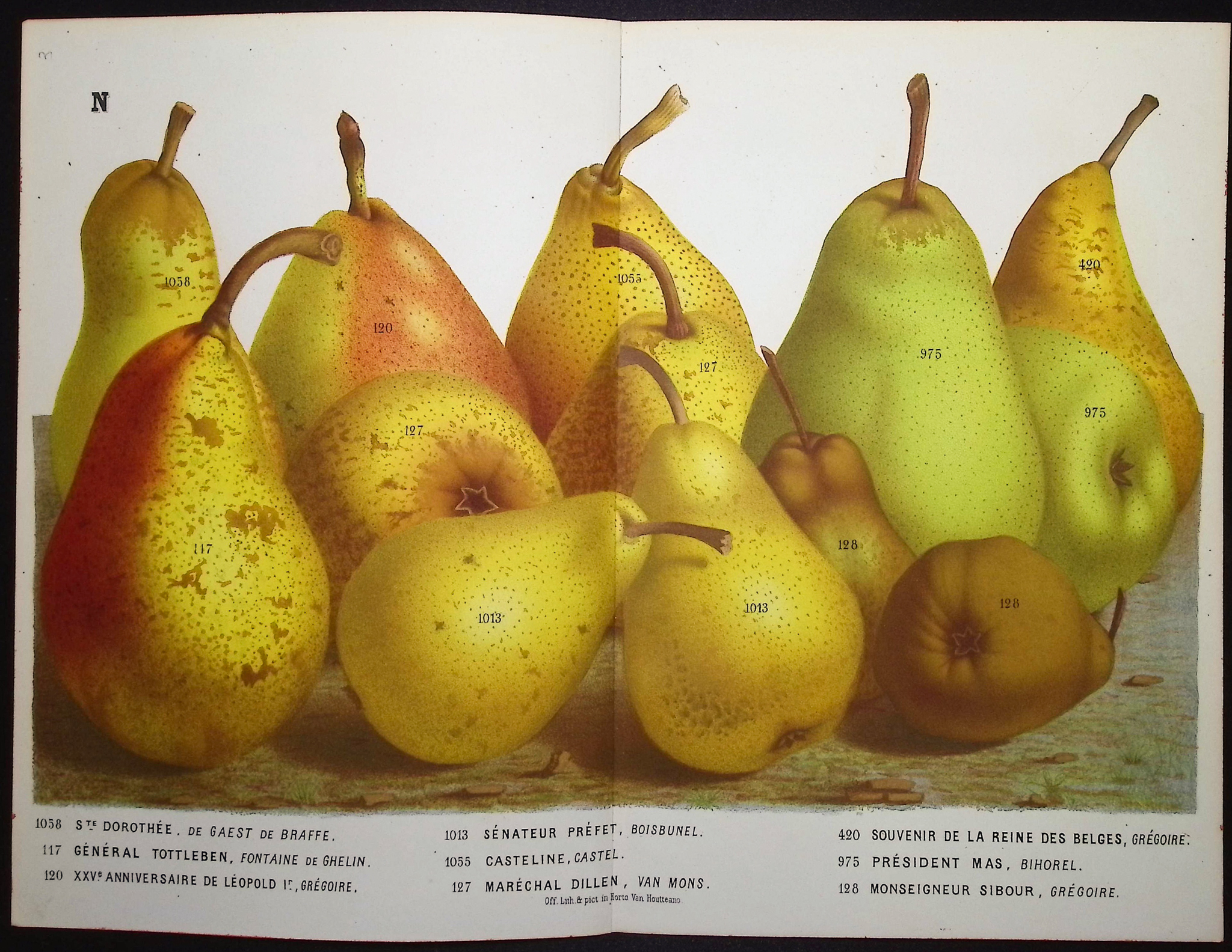 Van Houtte - 5 Pear Prints