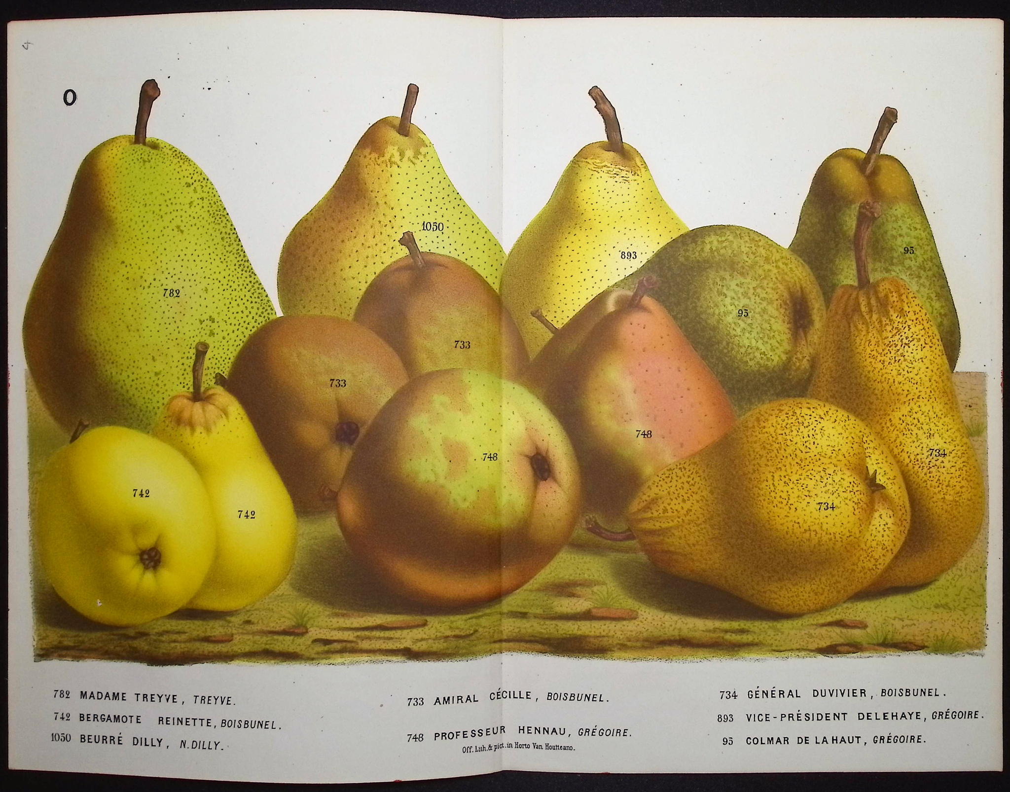 Van Houtte - 5 Pear Prints