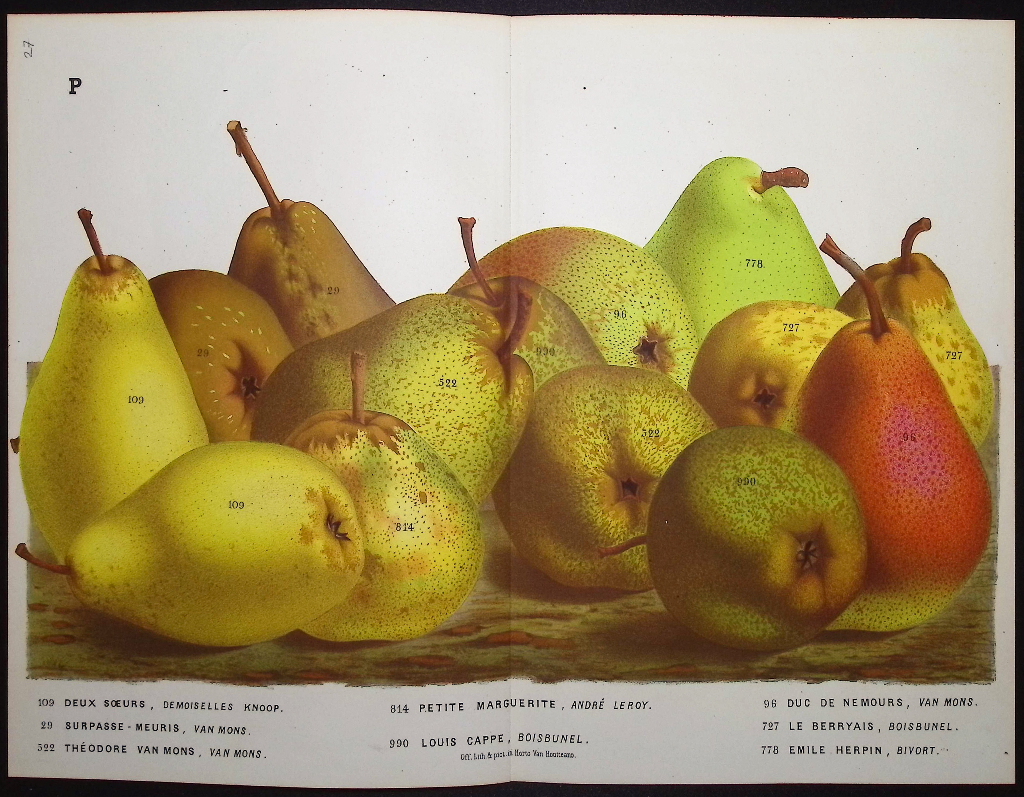 Van Houtte - 5 Pear Prints