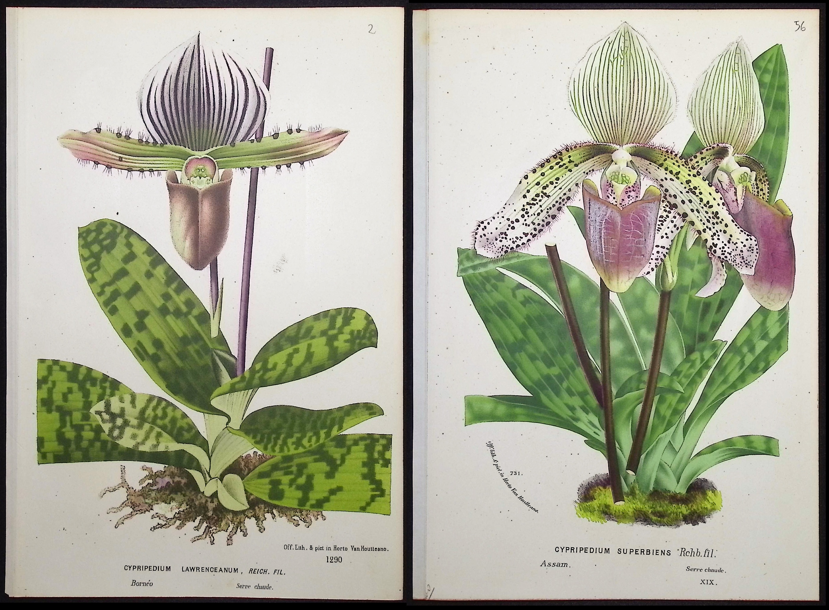 Van Houtte - 4 Lady's Slipper Orchid Prints