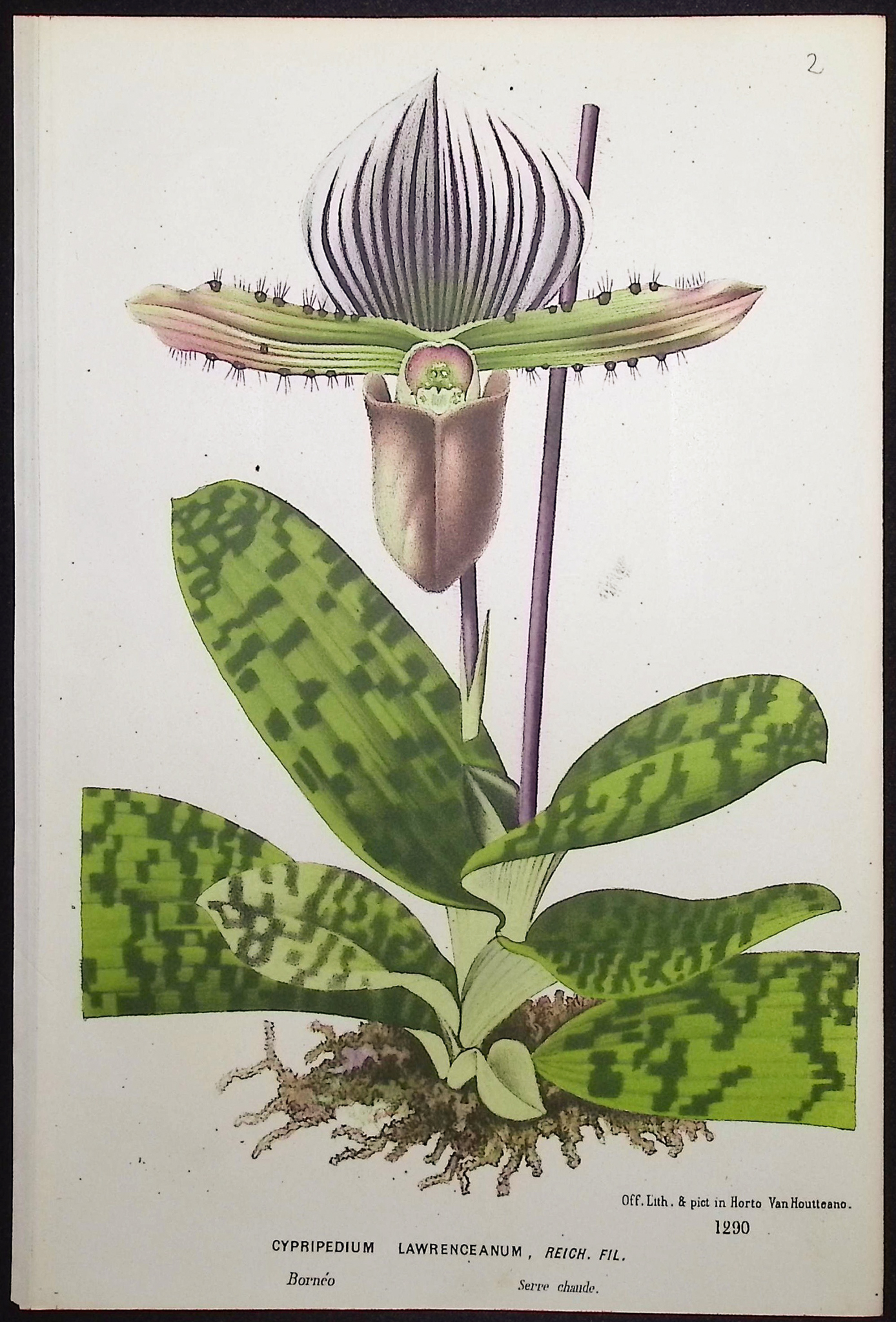 Van Houtte - 4 Lady's Slipper Orchid Prints