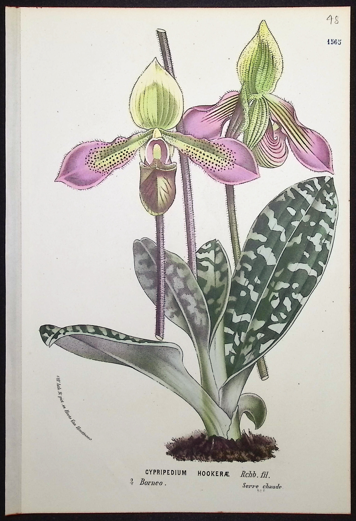 Van Houtte - 4 Lady's Slipper Orchid Prints