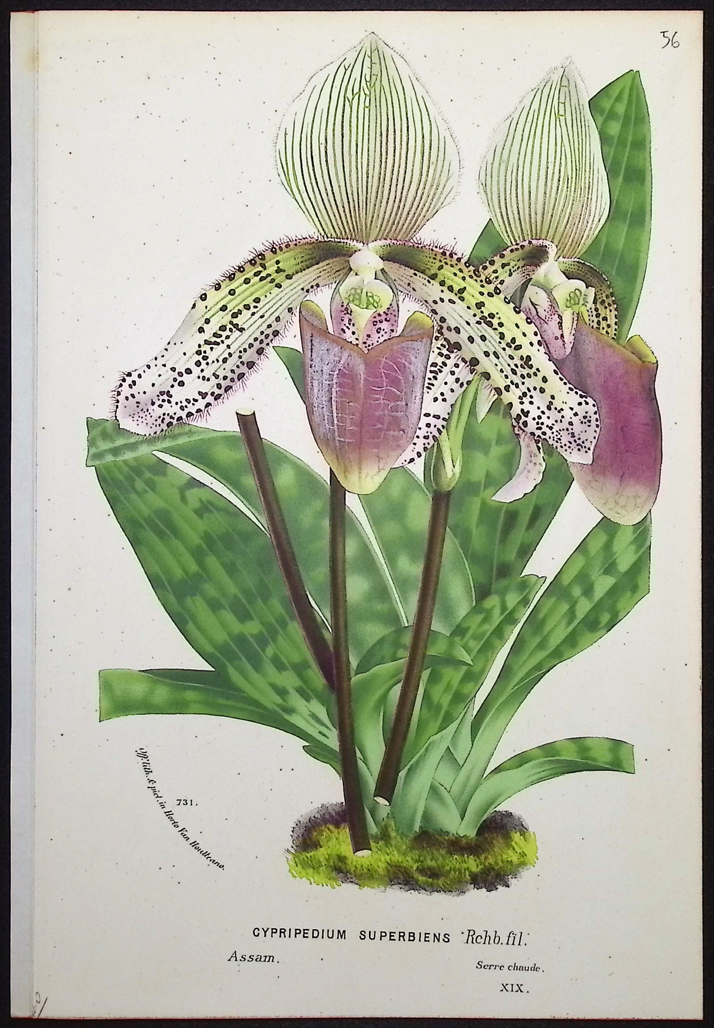 Van Houtte - 4 Lady's Slipper Orchid Prints