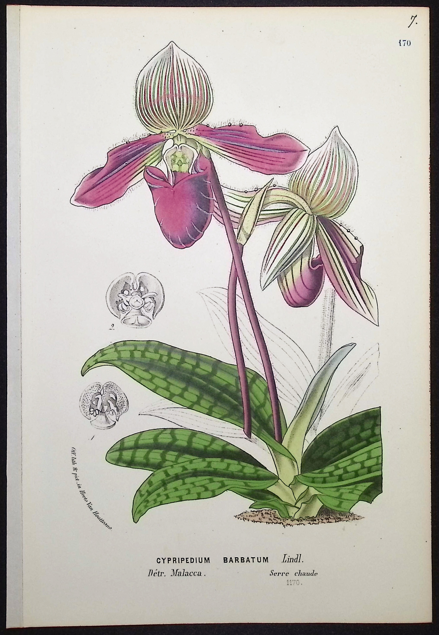 Van Houtte - 4 Lady's Slipper Orchid Prints