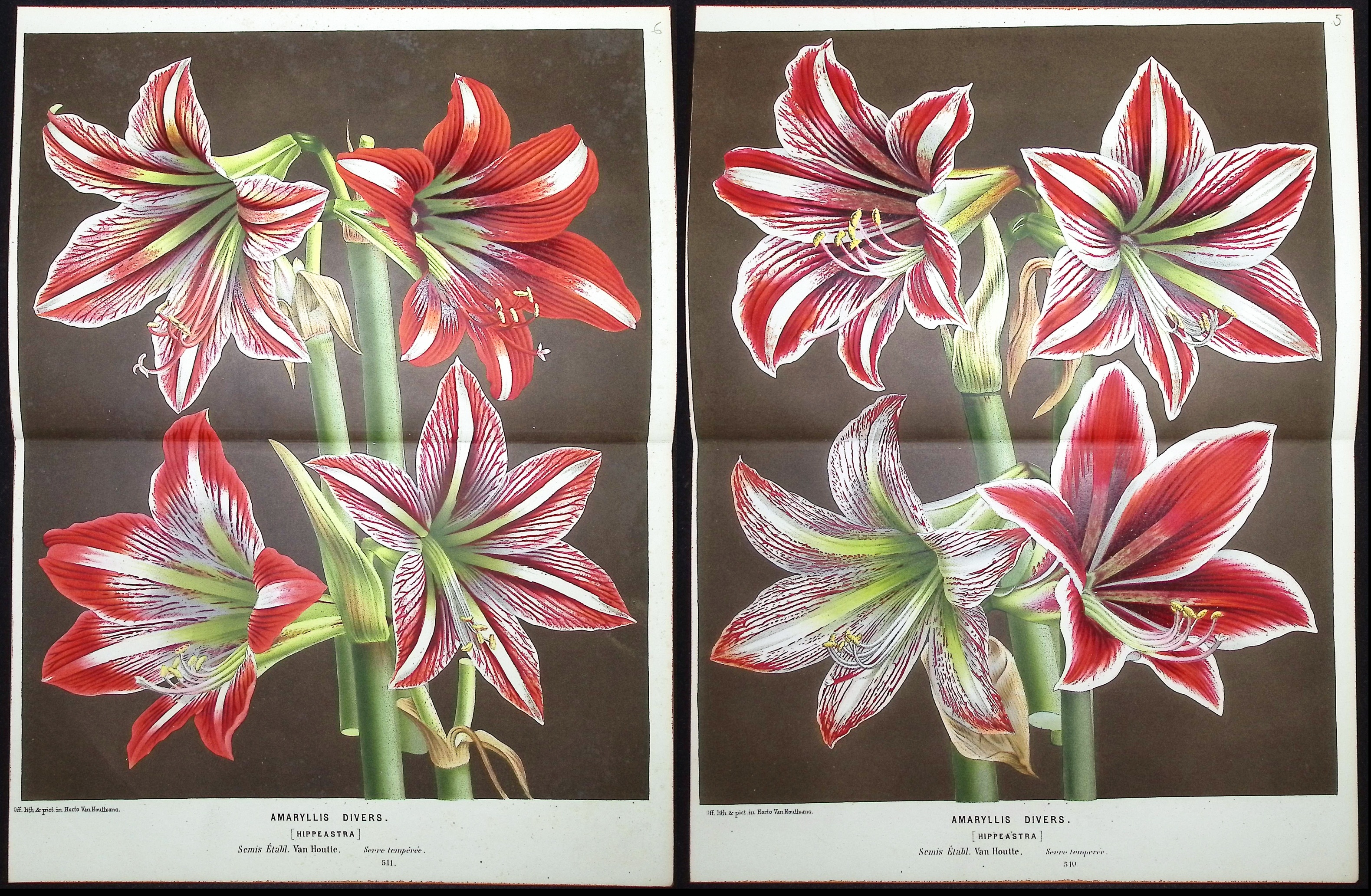 Van Houtte - 3 Lily Prints