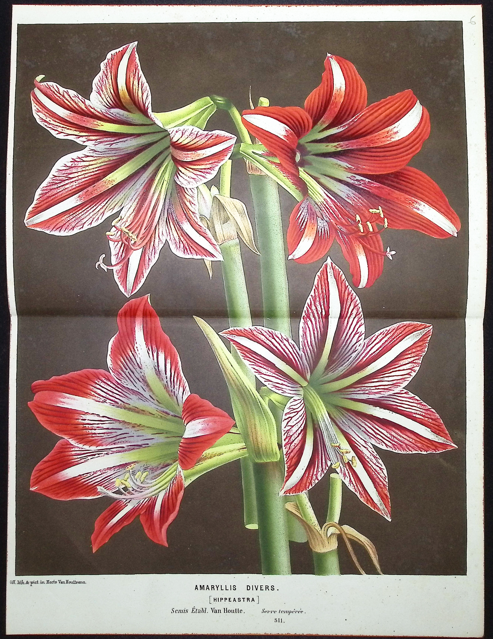 Van Houtte - 3 Lily Prints