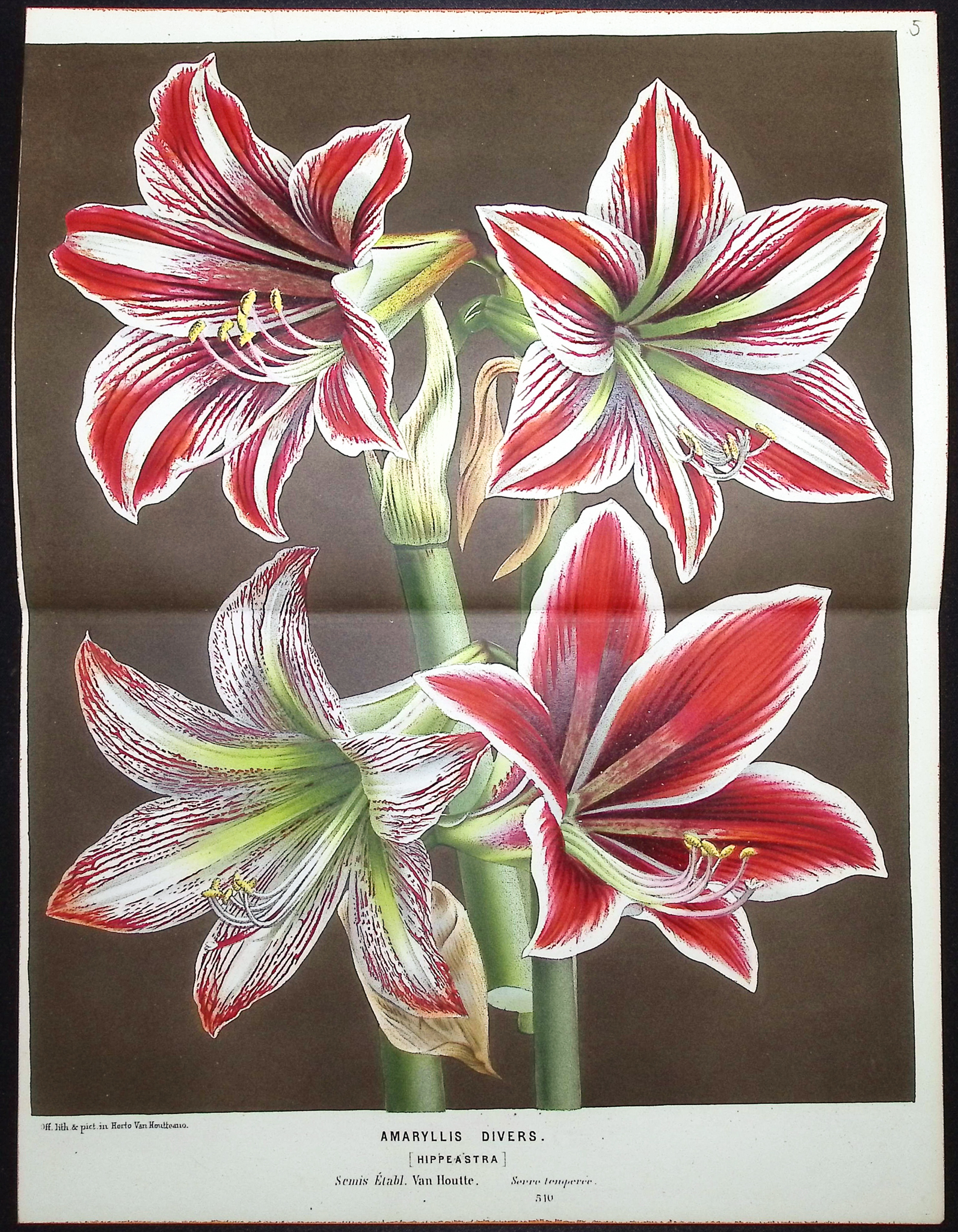 Van Houtte - 3 Lily Prints