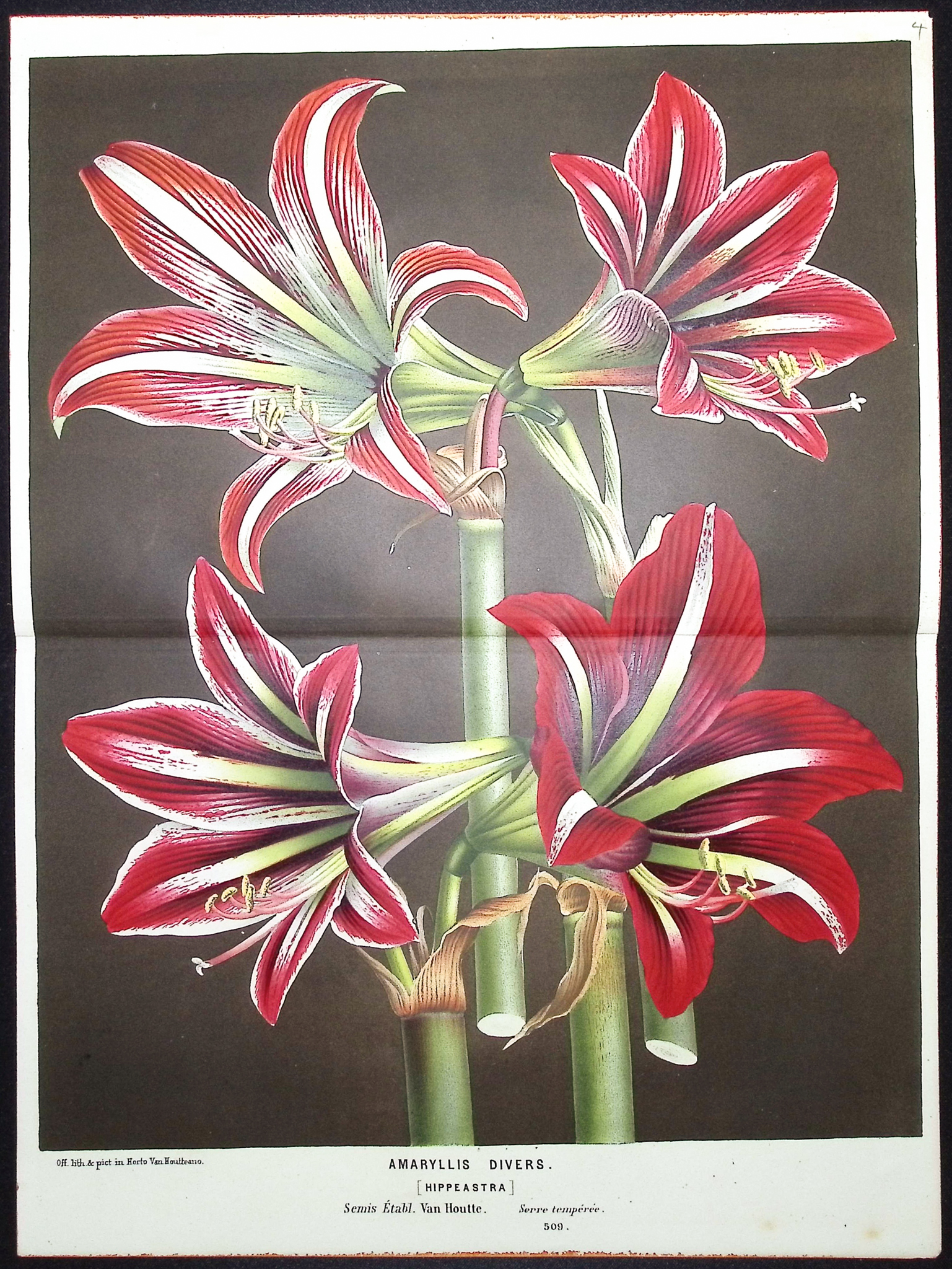 Van Houtte - 3 Lily Prints