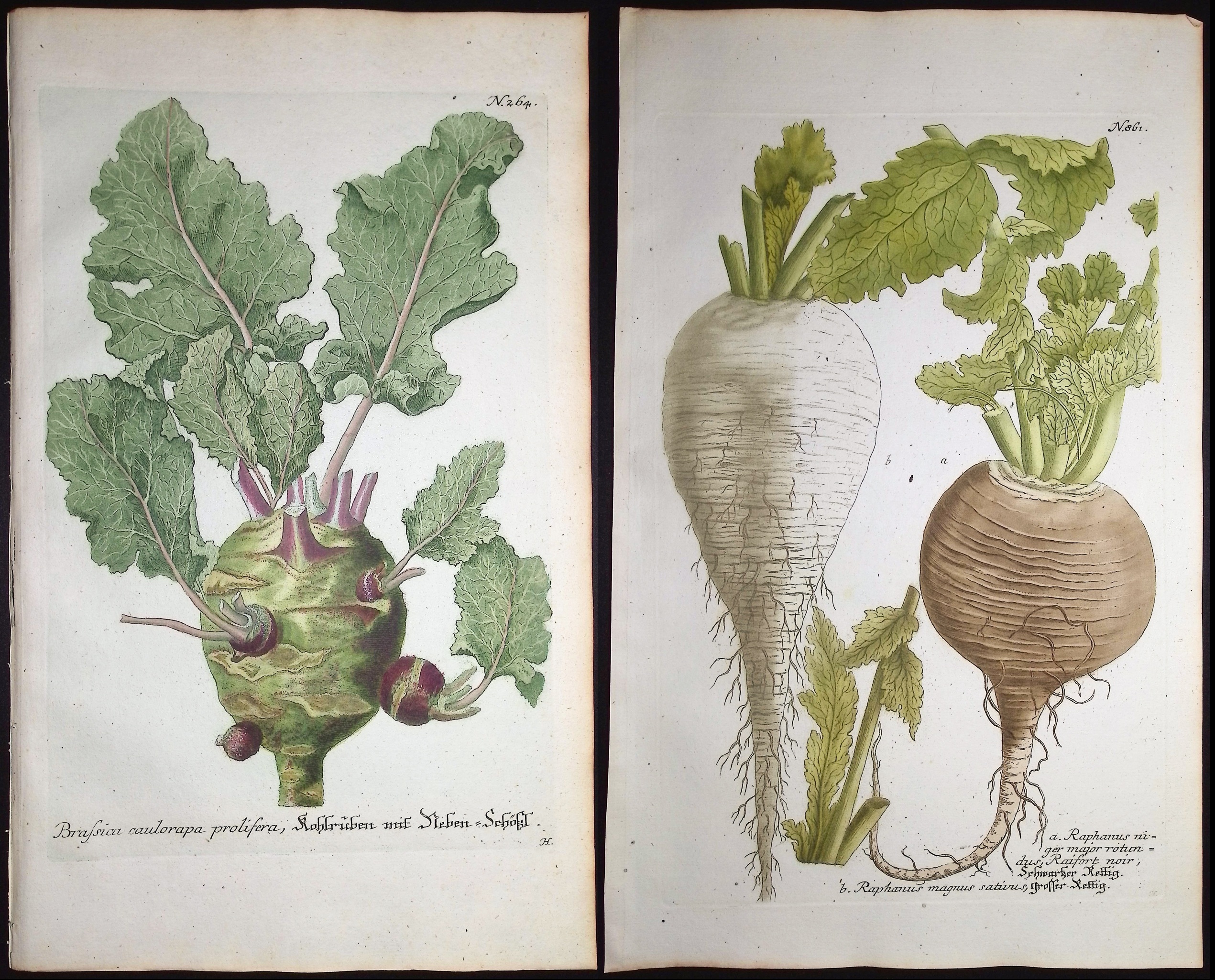 Weinmann - 4 Radish or Brassica Engravings