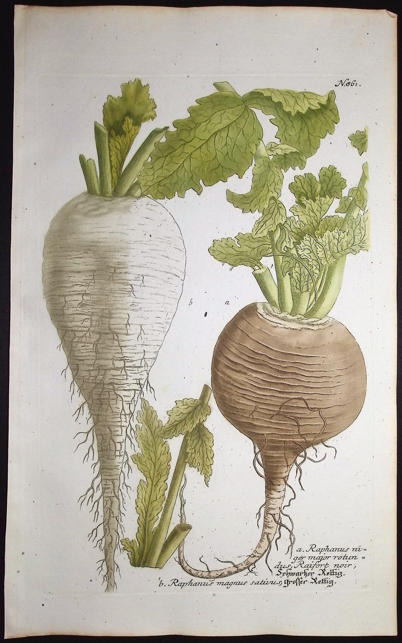 Weinmann - 4 Radish or Brassica Engravings