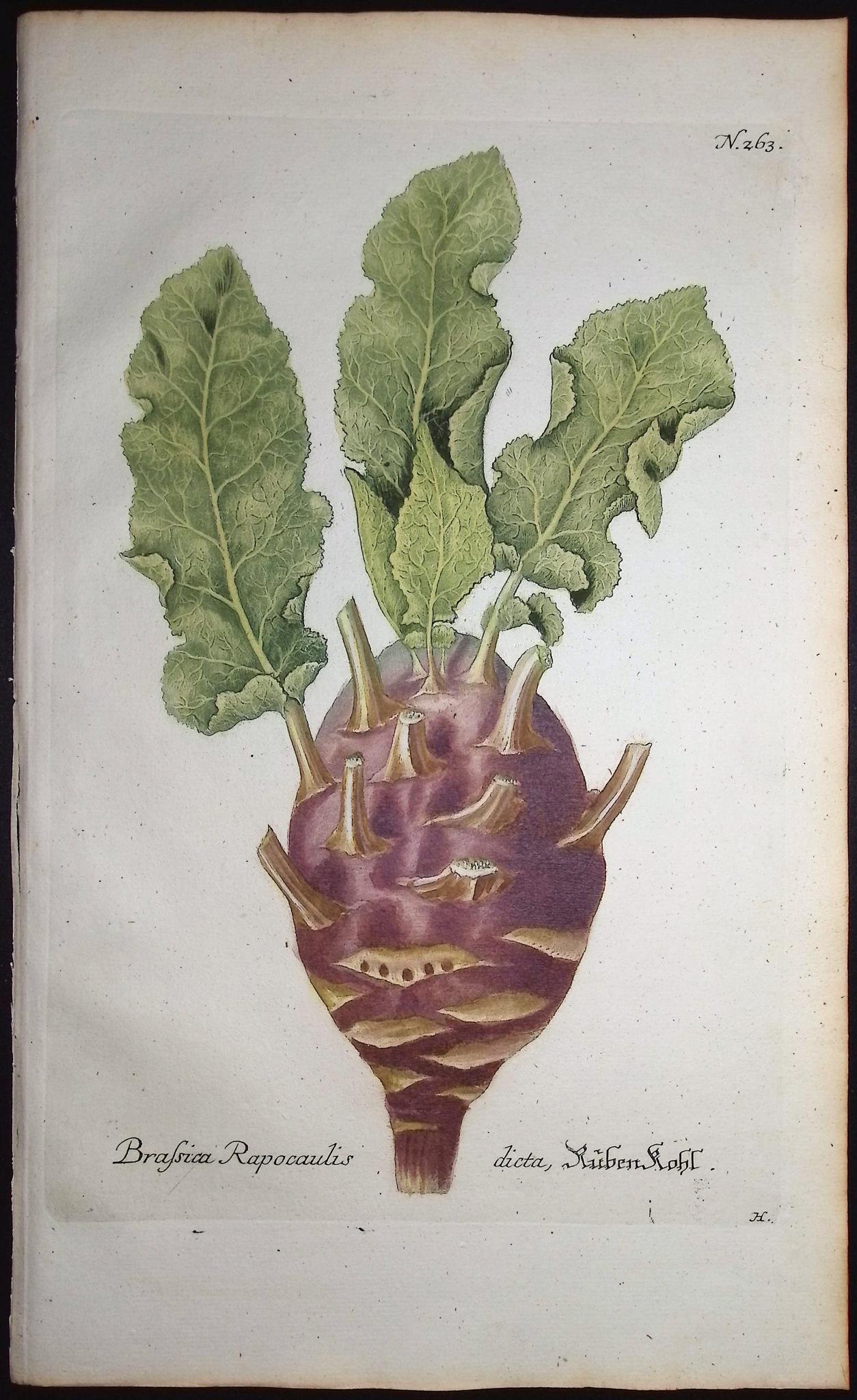 Weinmann - 4 Radish or Brassica Engravings