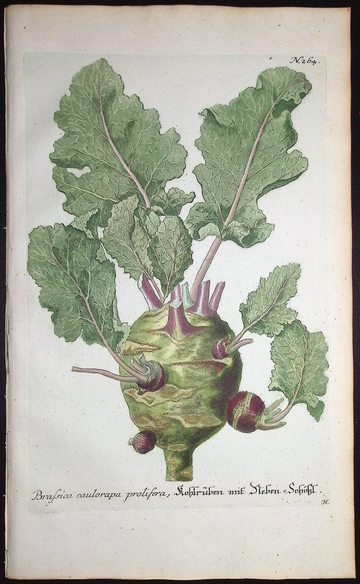 Weinmann - 4 Radish or Brassica Engravings