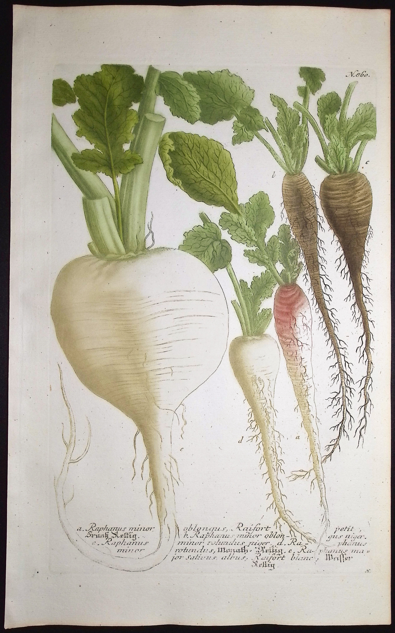 Weinmann - 4 Radish or Brassica Engravings
