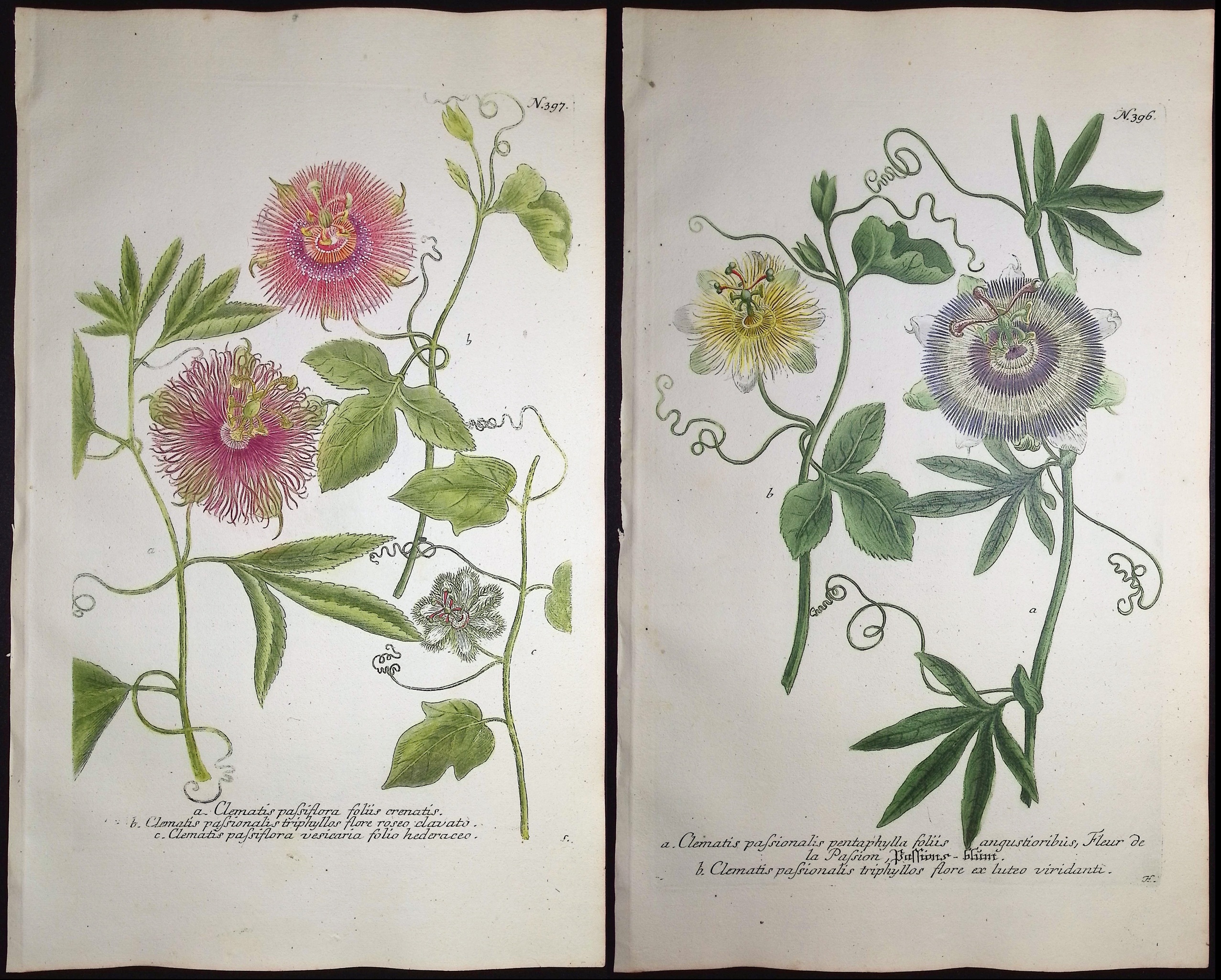 Weinmann - 3 Passion Flower Engravings