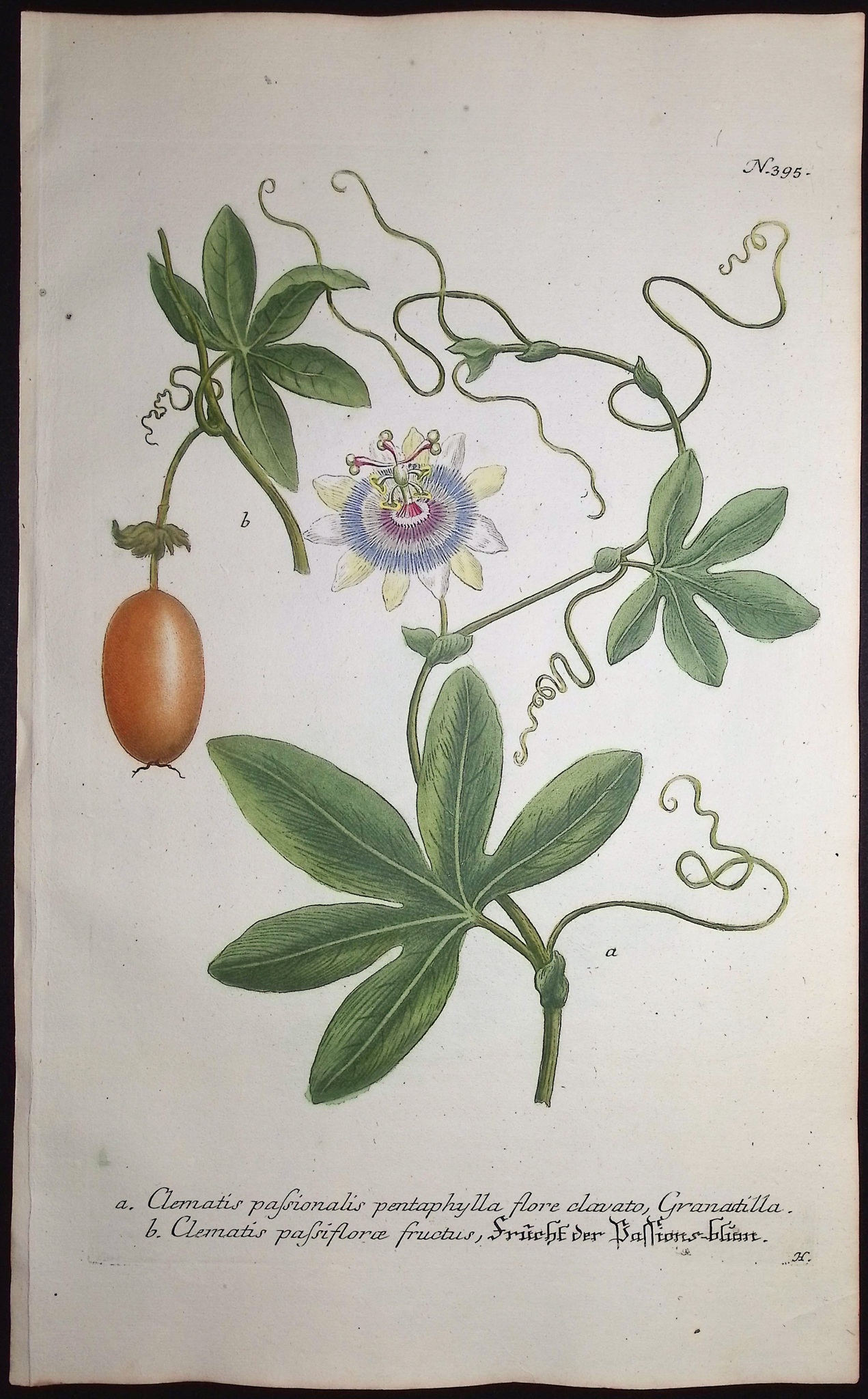 Weinmann - 3 Passion Flower Engravings