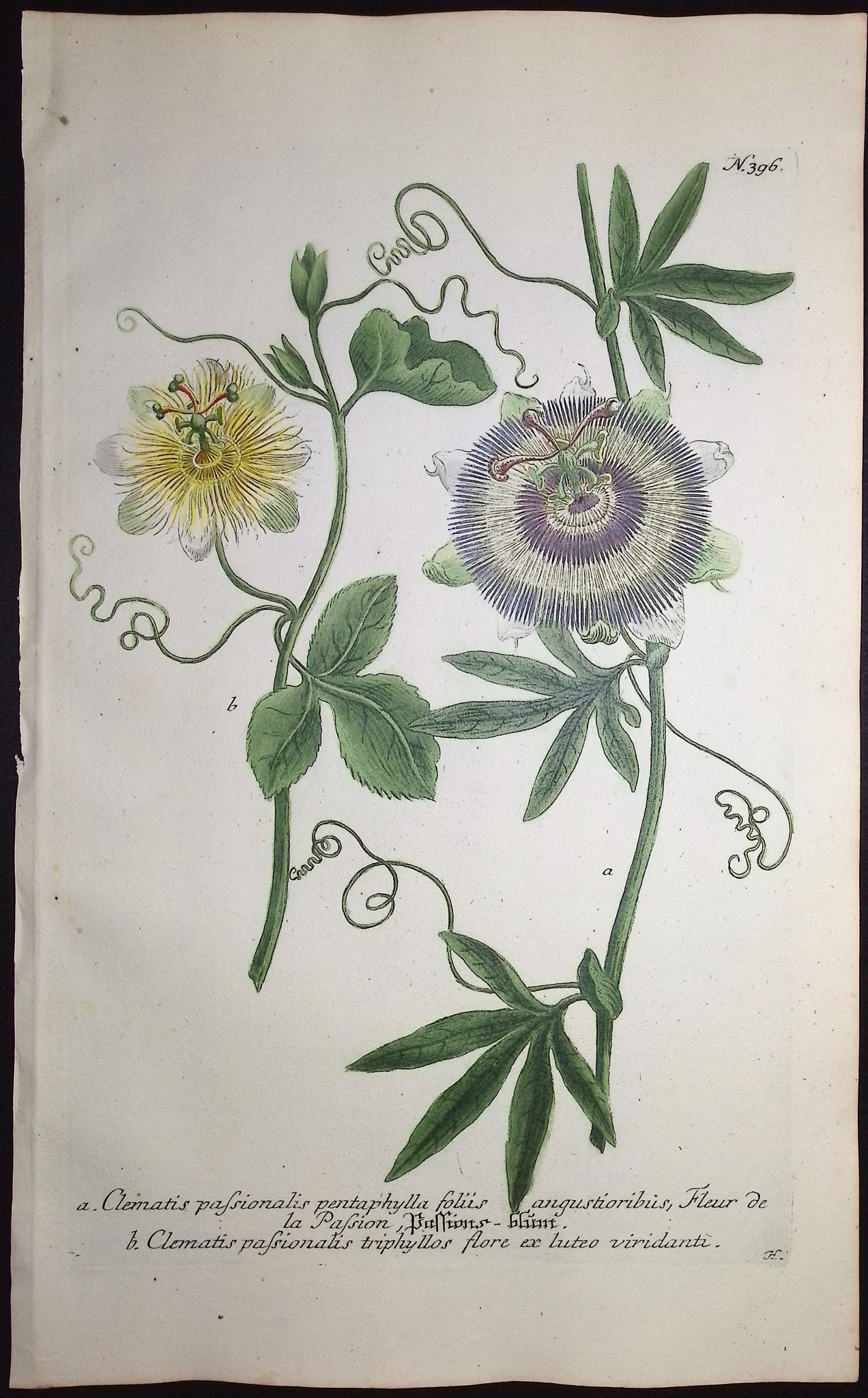 Weinmann - 3 Passion Flower Engravings