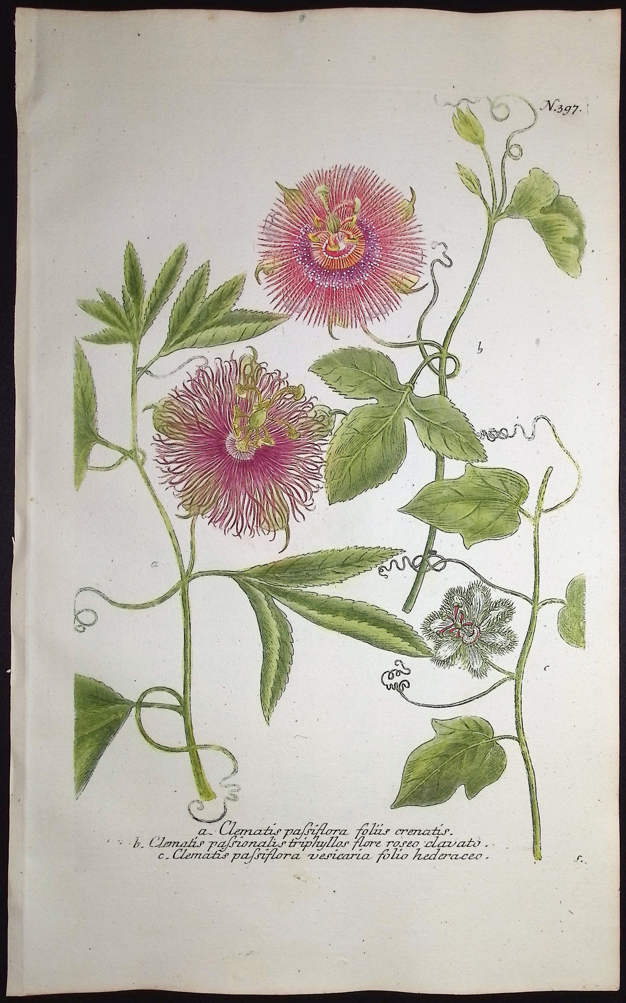 Weinmann - 3 Passion Flower Engravings