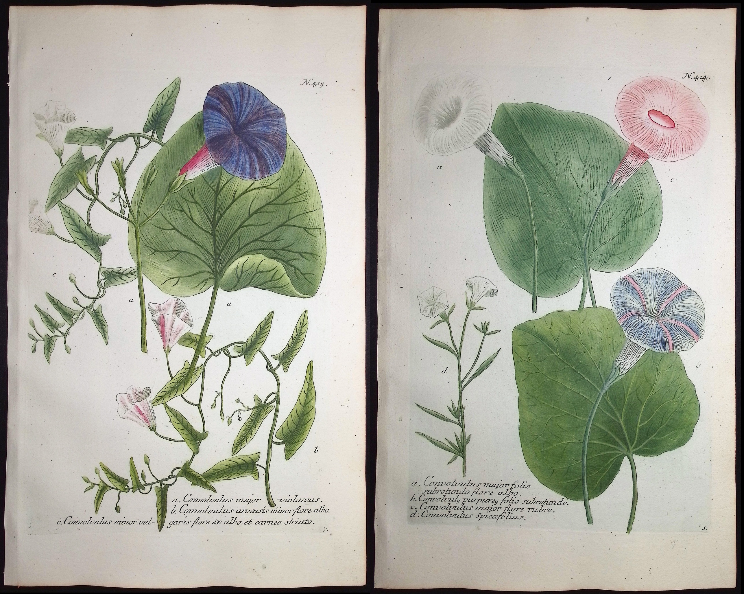 Weinmann - 3 Morning Glory Engravings