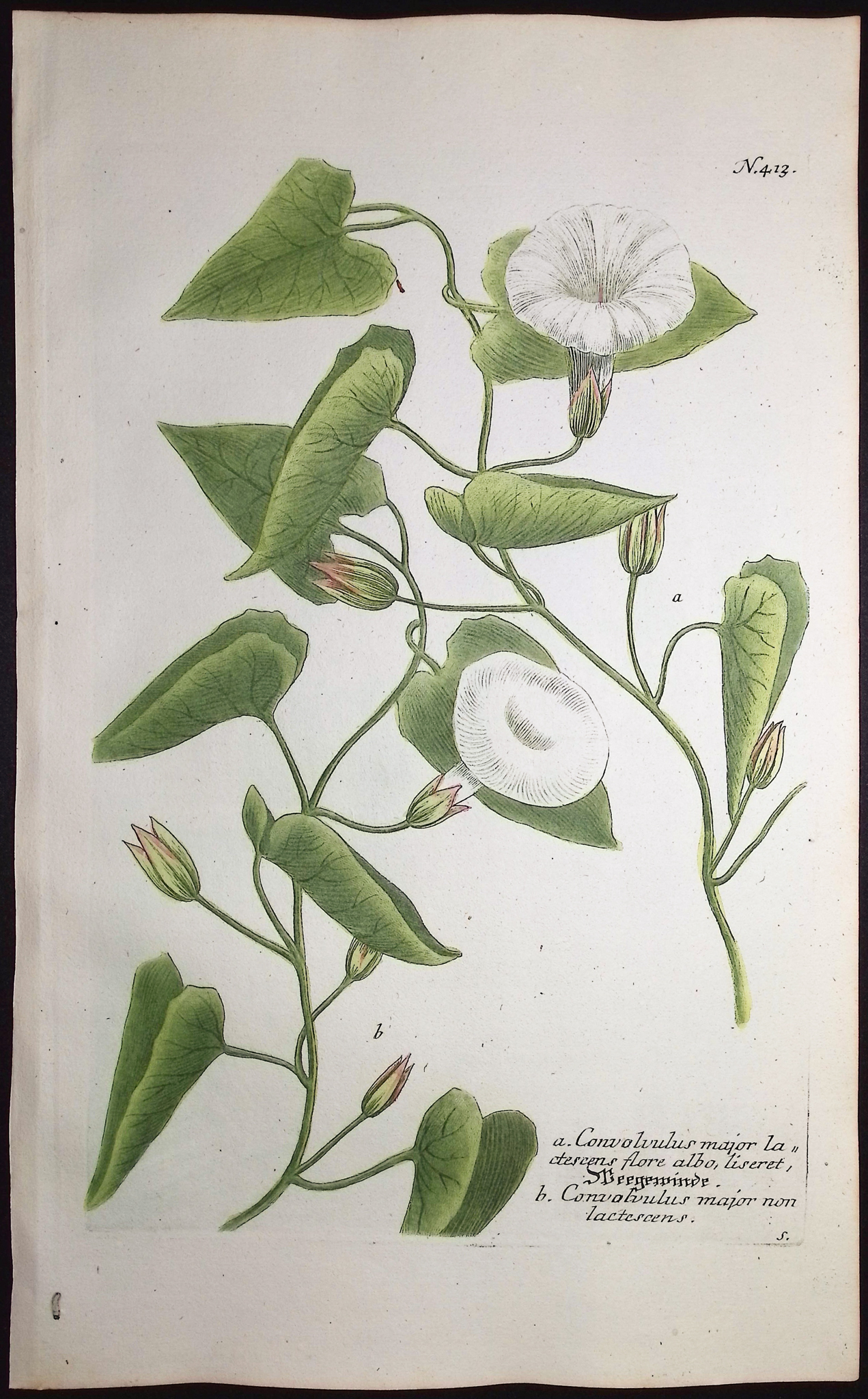 Weinmann - 3 Morning Glory Engravings