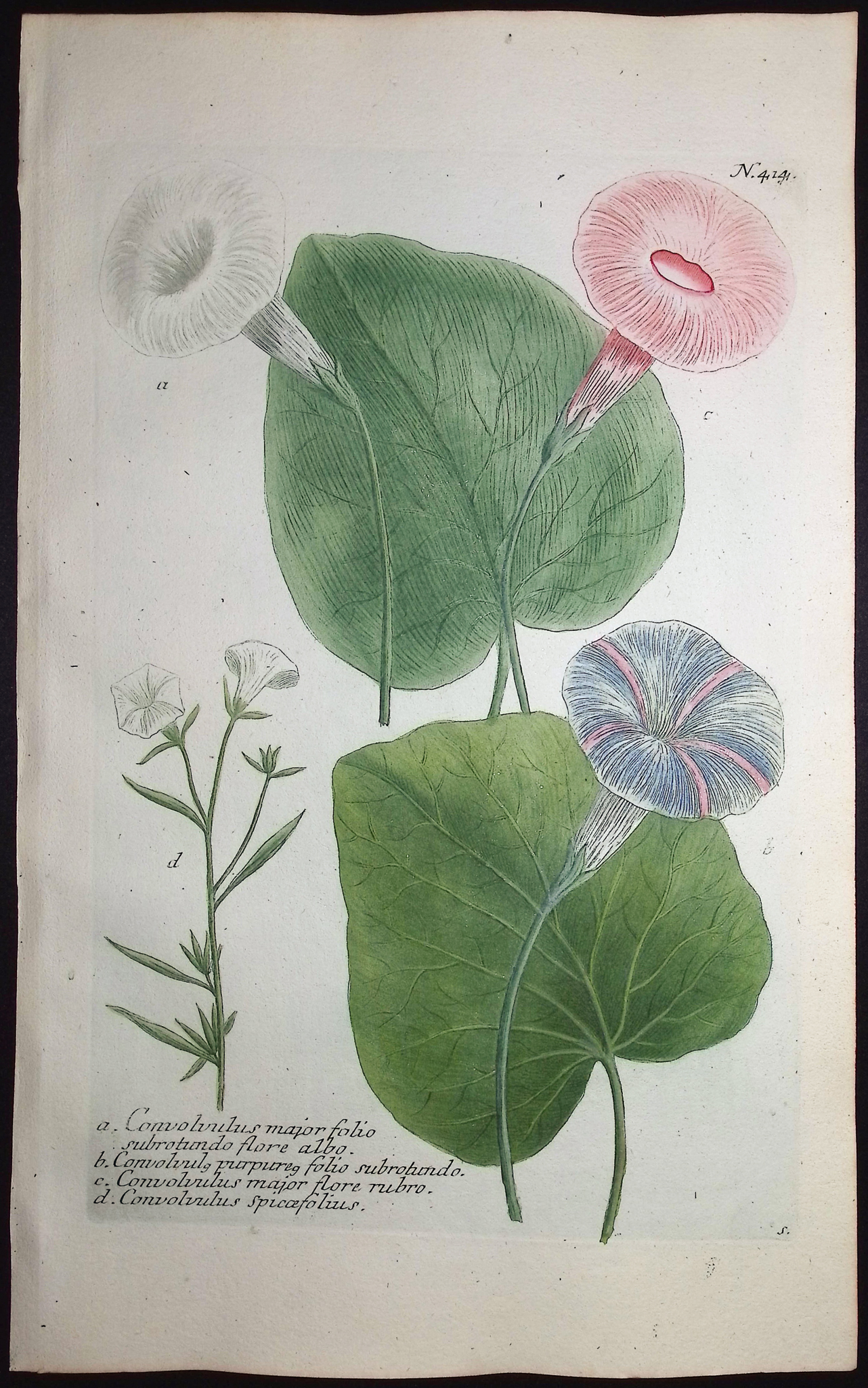 Weinmann - 3 Morning Glory Engravings